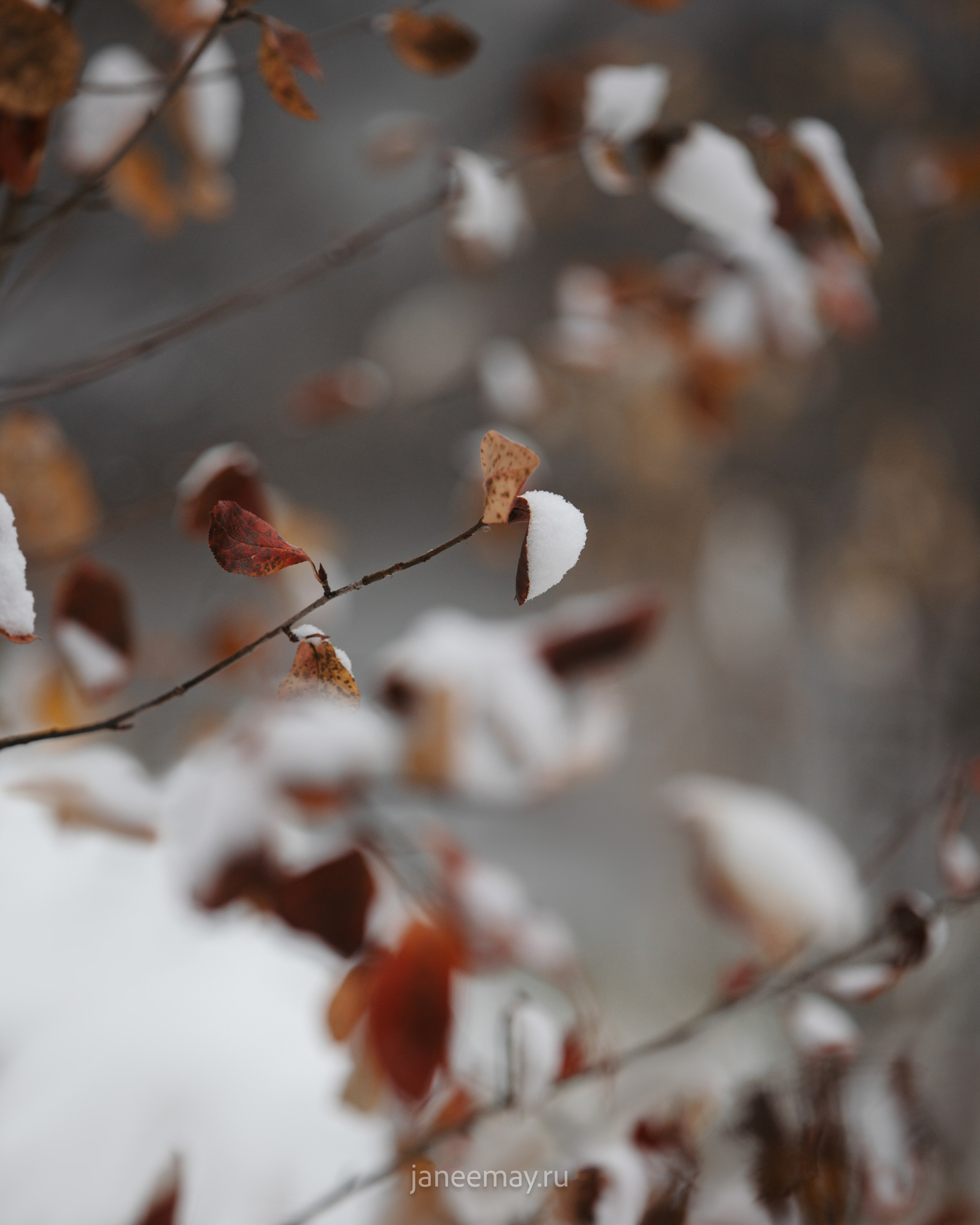 Фото собак, животных зимой. Фотограф анималист в Москве Майорова Евгения