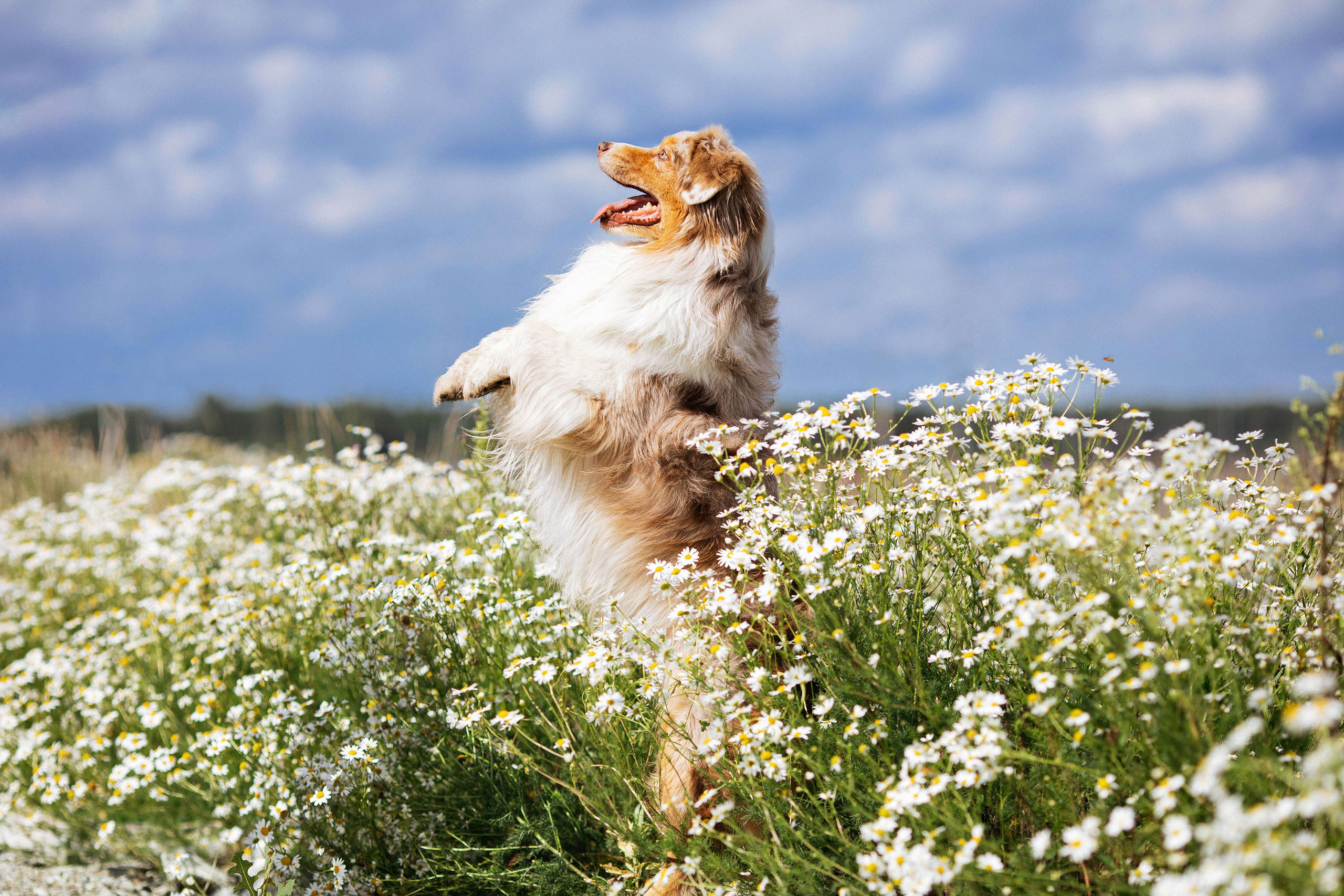 Съемка животных. Конный фотограф в Челябинске Стромова Ольга