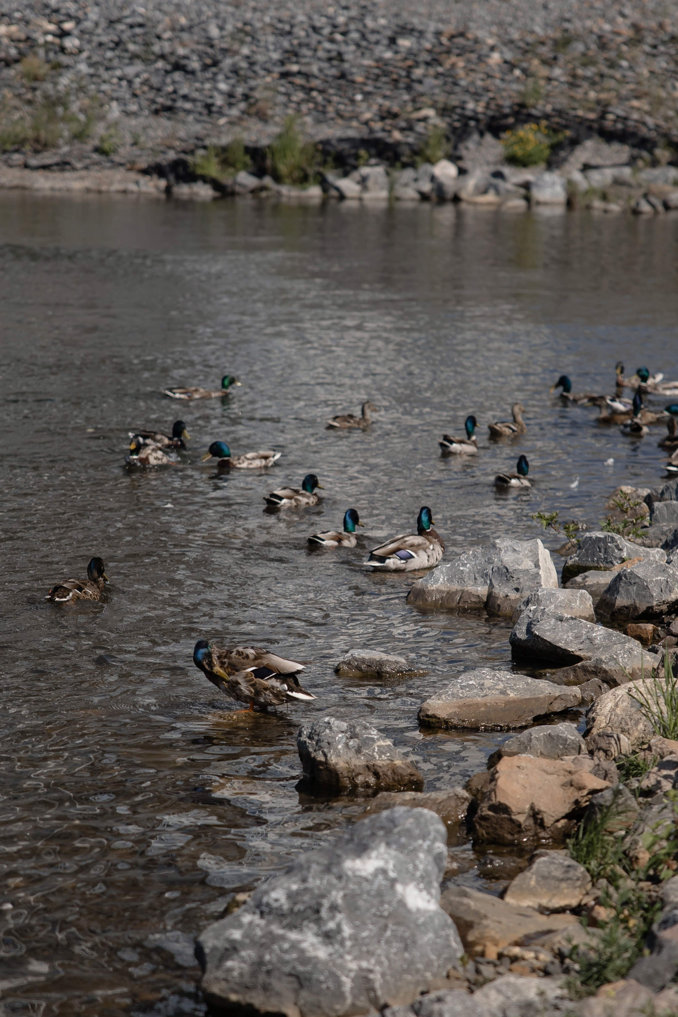 Николай и Татьяна. Свадебный и Семейный фотограф по всему миру Анна Фёдорова