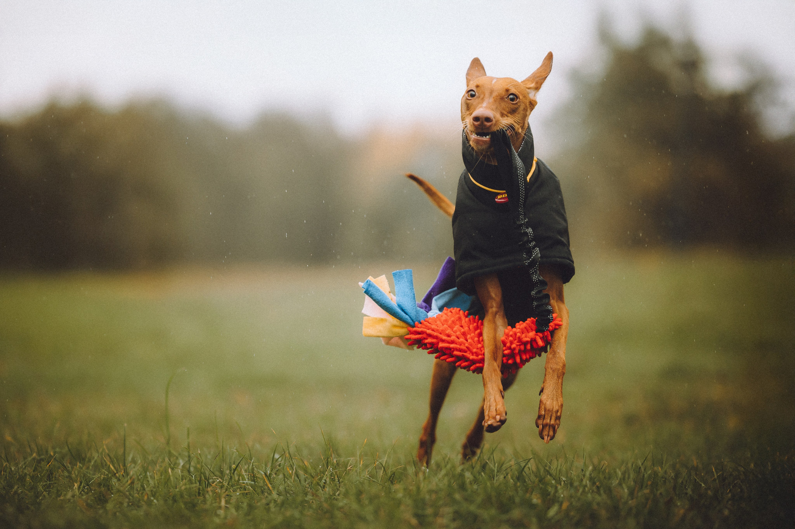 Даша и Биби