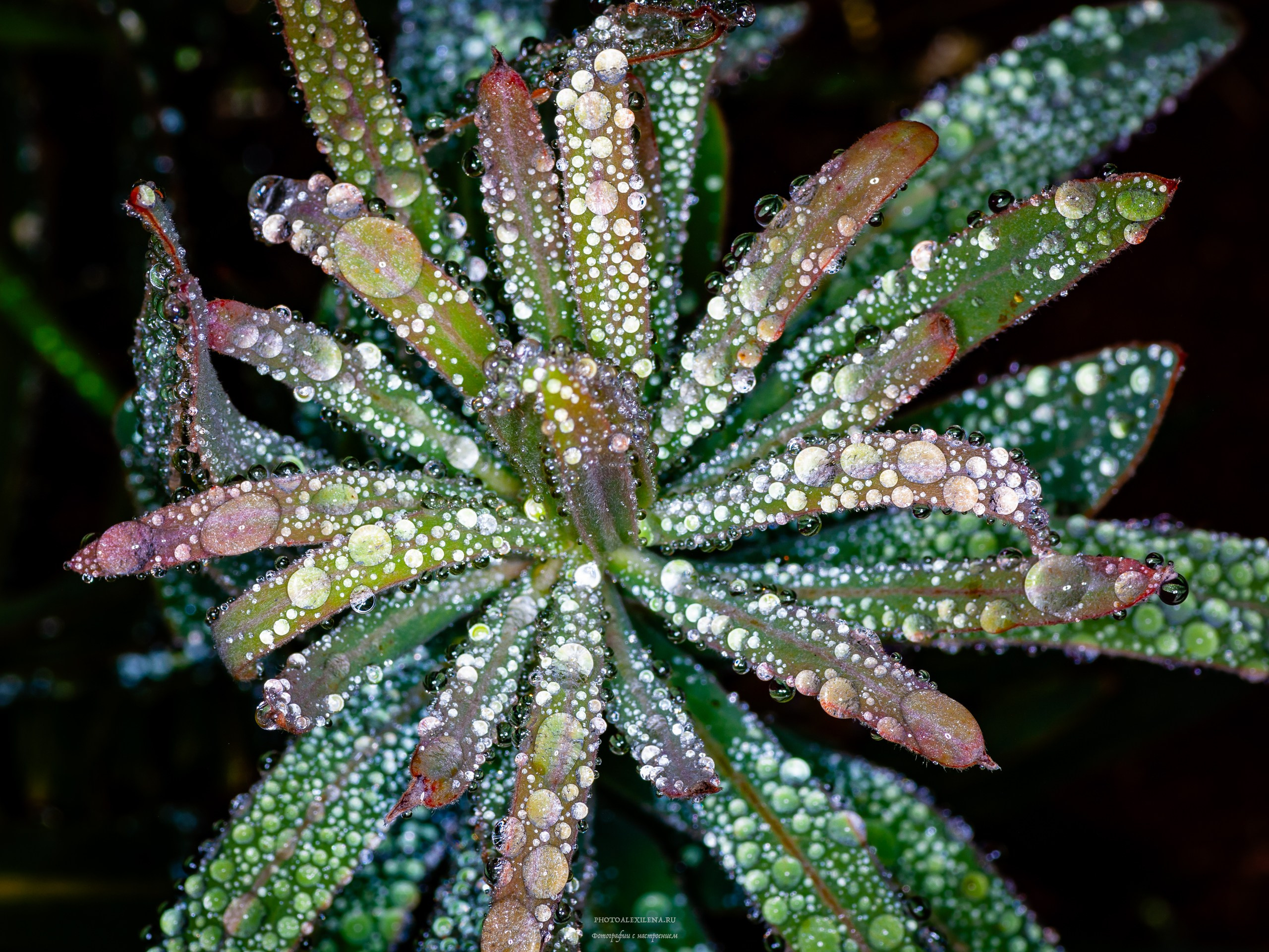 Капли, капелюшки. Авторские стильные фотокартины