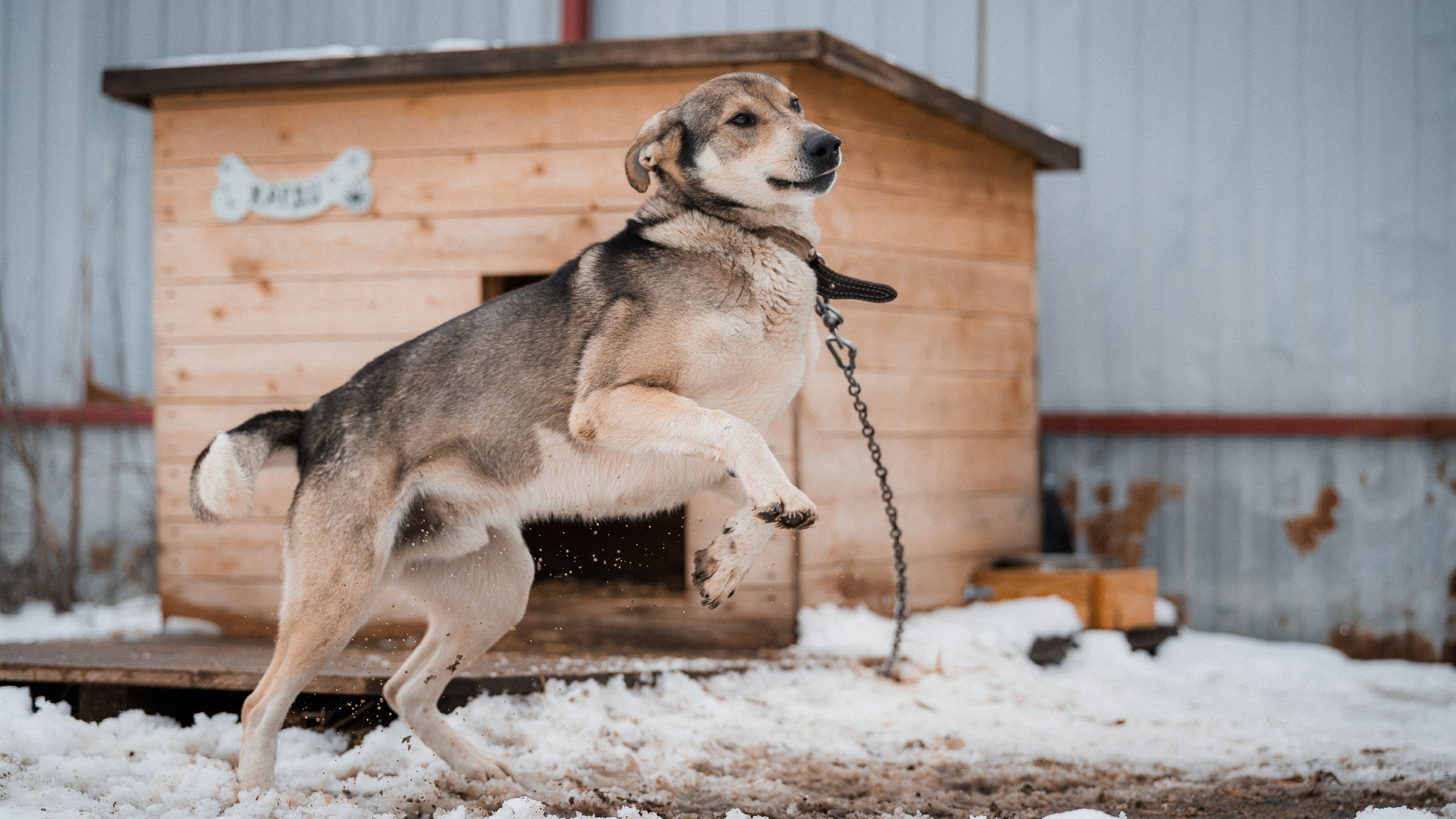 Харди. Улыбка собаки — спасение и пристройство бездомных собак