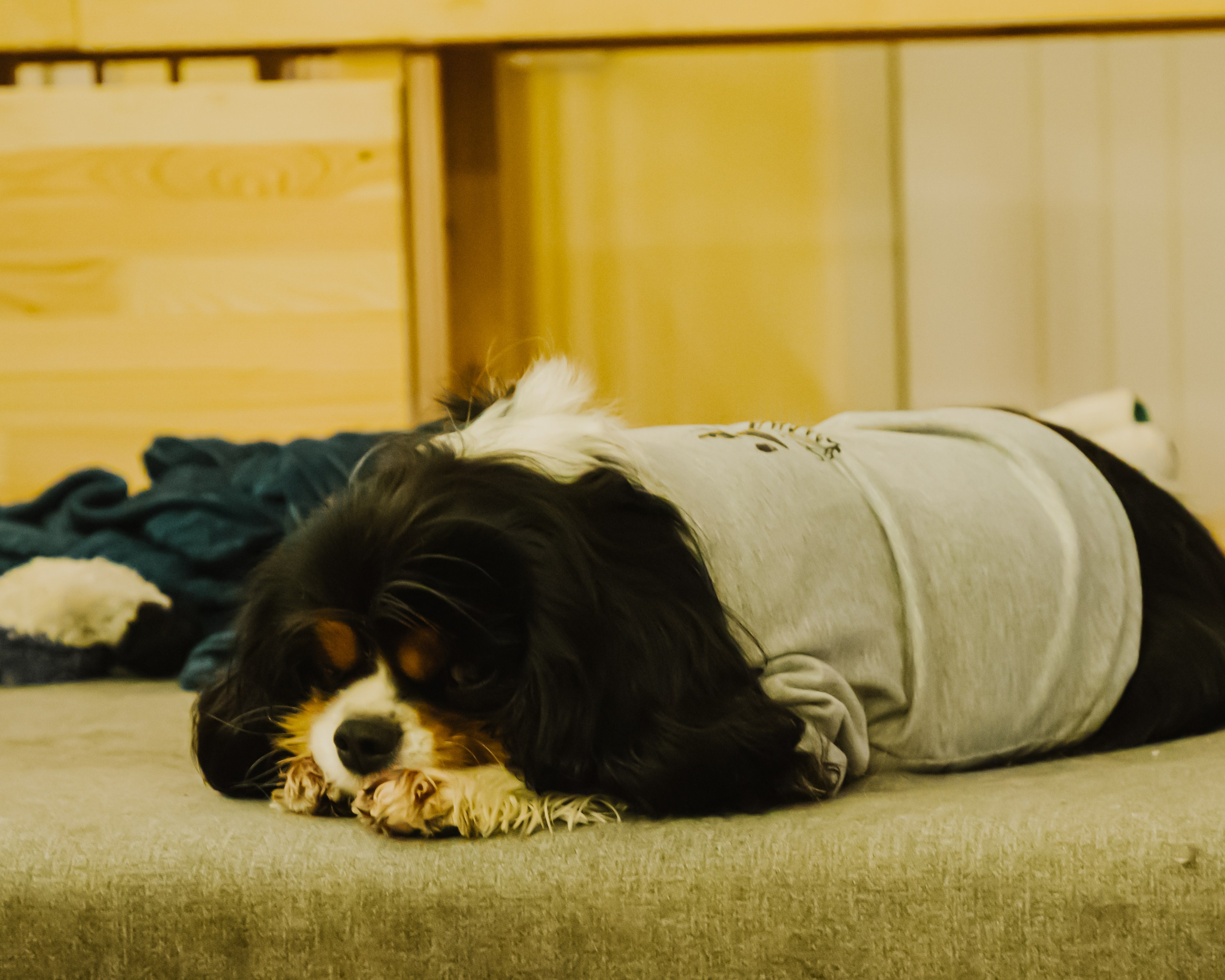 Гилдин. Портретный фотограф Ванинен Анастасия. Санкт-Петербург