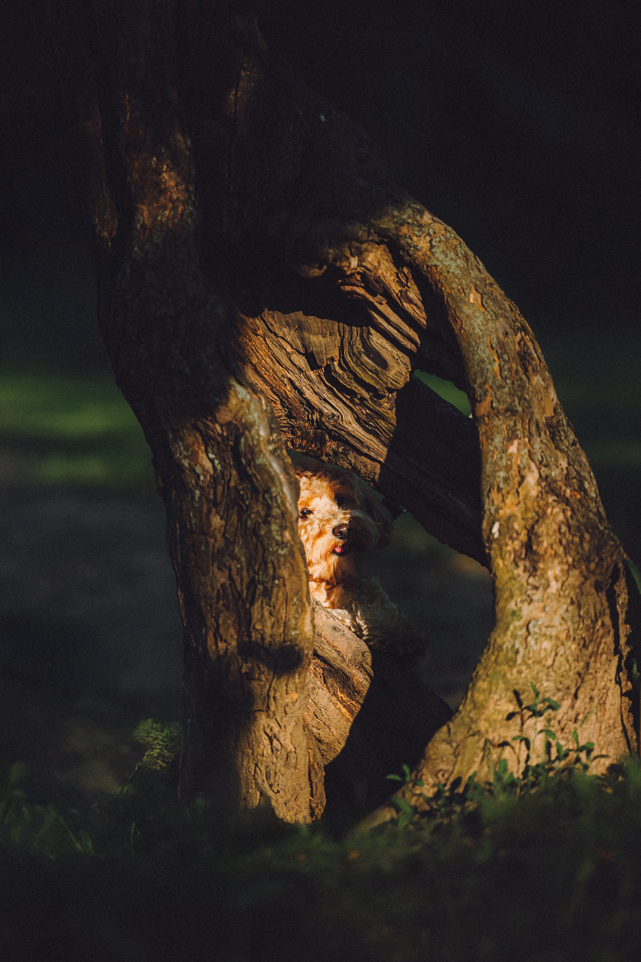 Фред и его семья