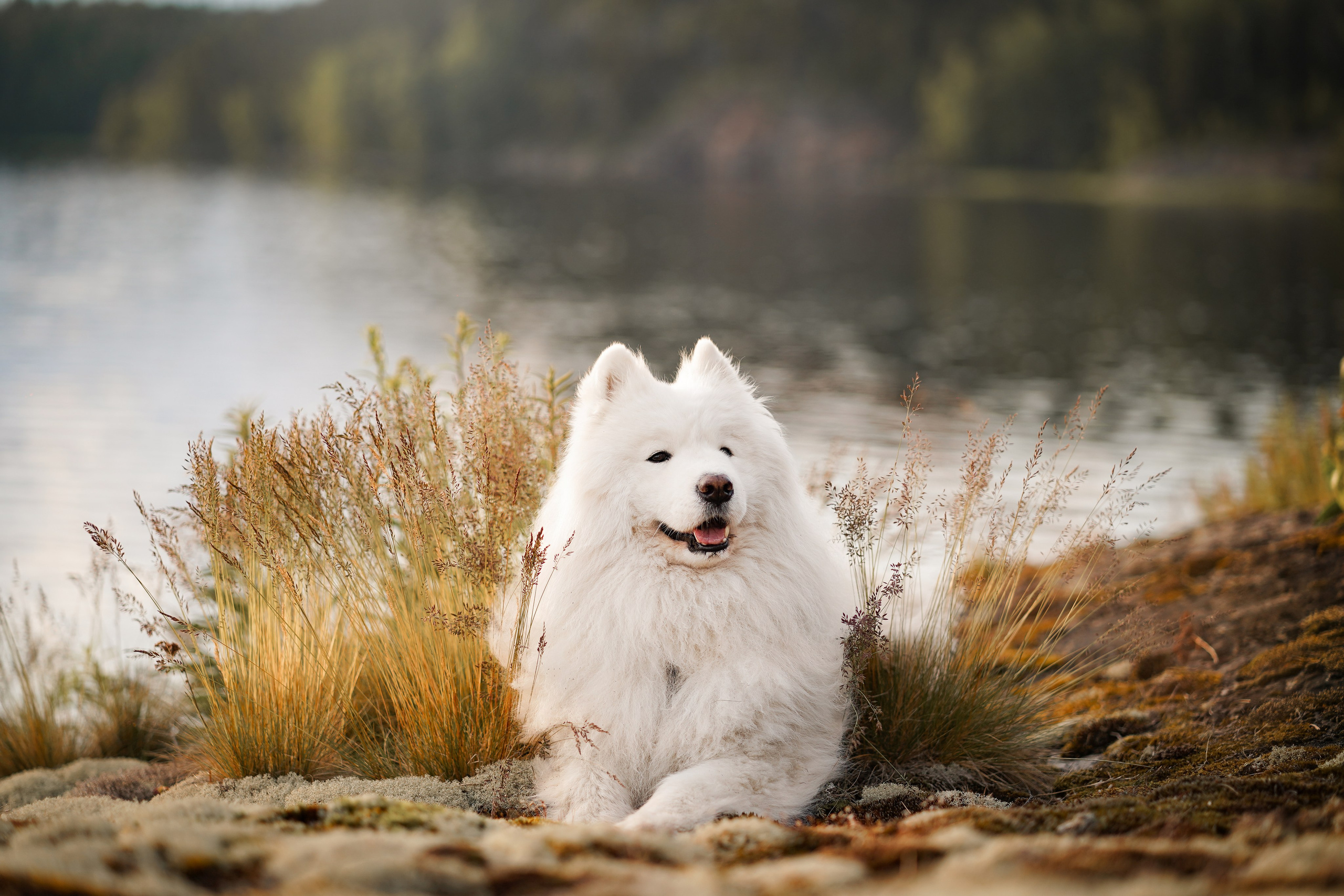 Карелия. Фотограф-анималист в Санкт-Петербурге Яна Мартынова