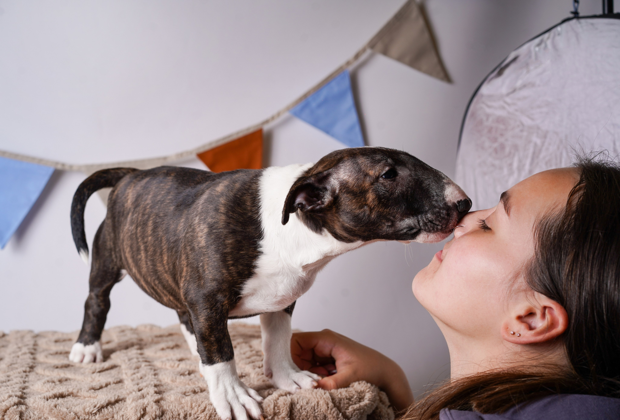 Щенки минибультерьера. Фотограф-анималист в Санкт-Петербурге Яна Мартынова