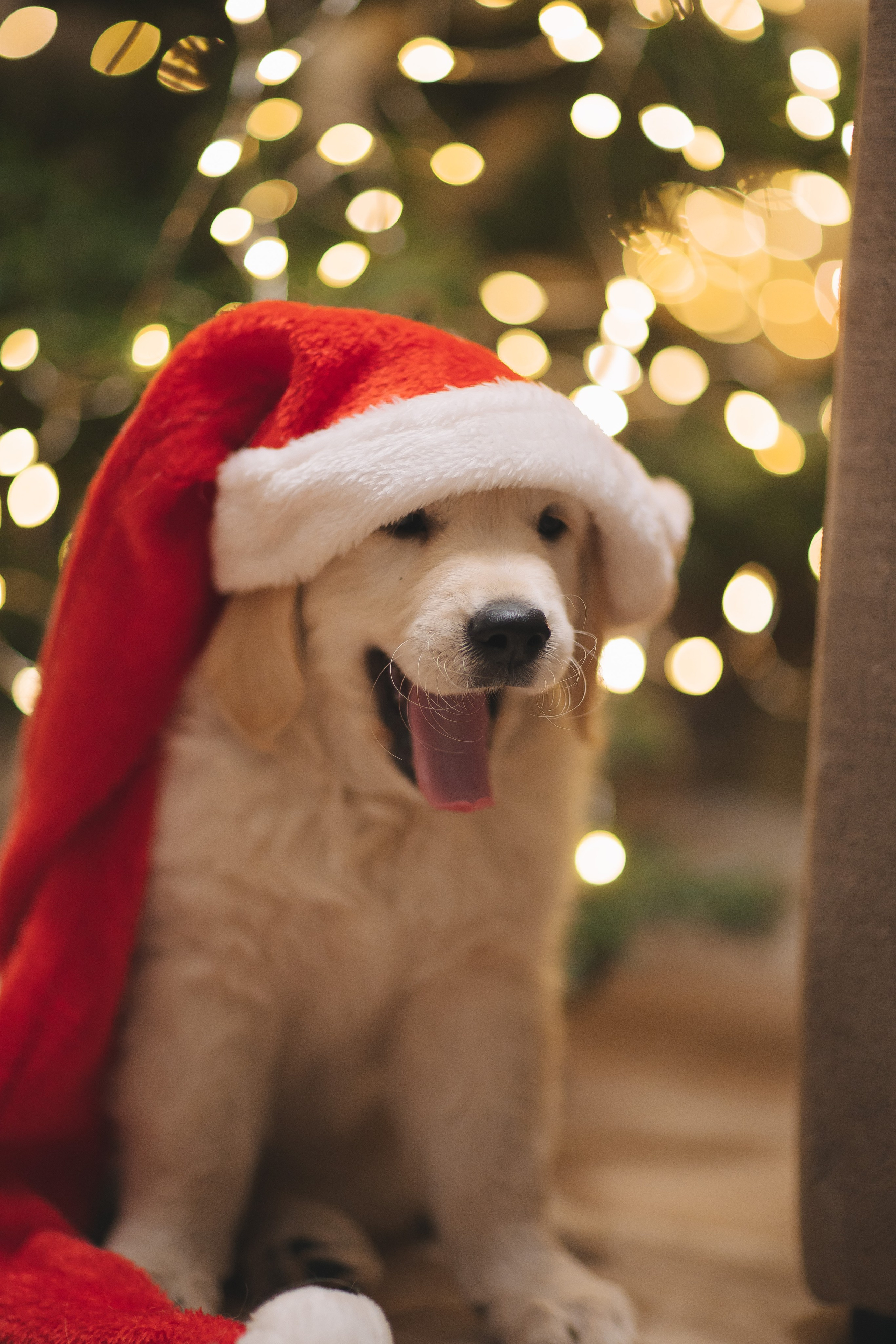 Снежик и Веста, НГ. Свадебный и женский фотограф