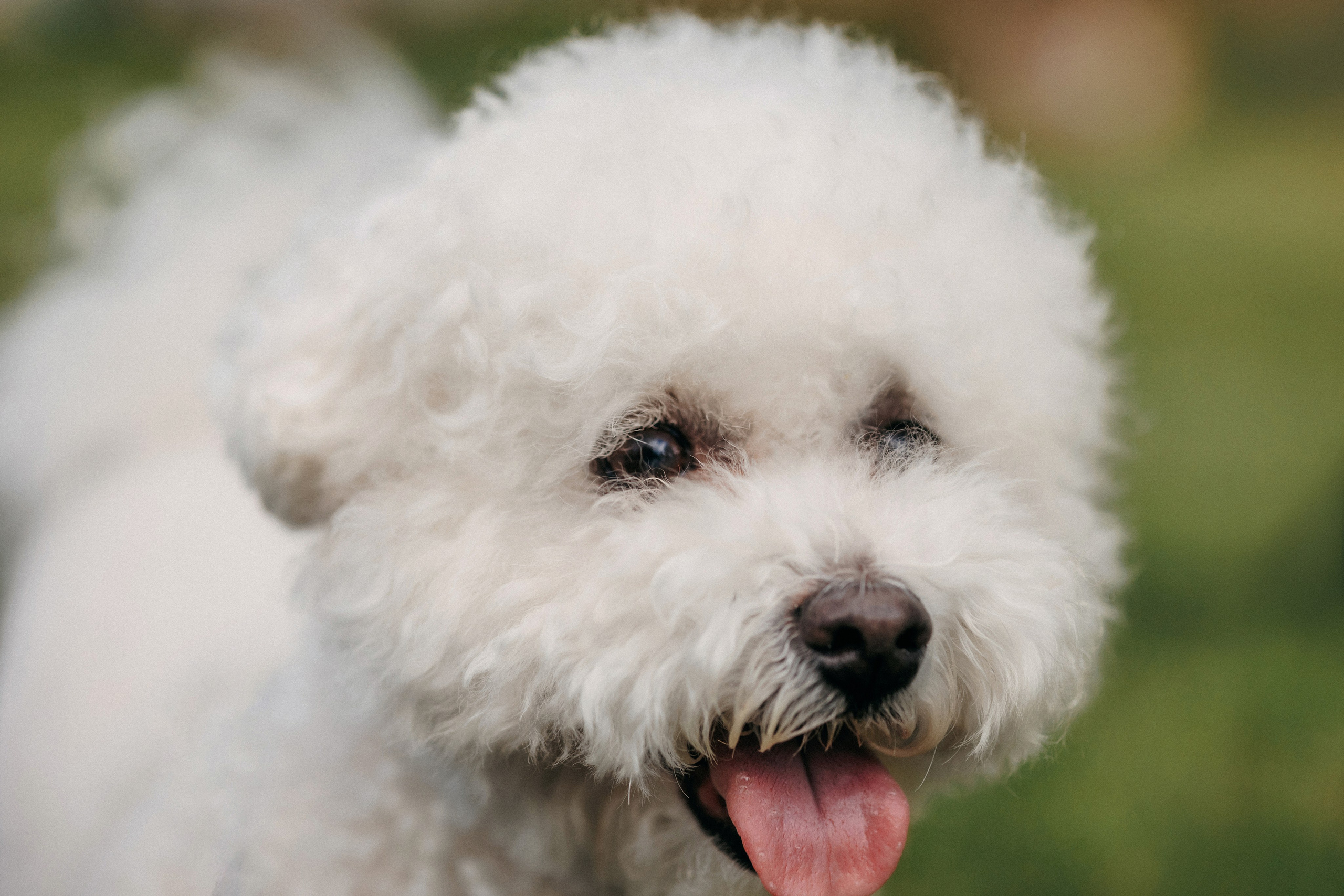 Марина, Данил и Бруно. Фотограф-анималист Елена Радченко, Москва
