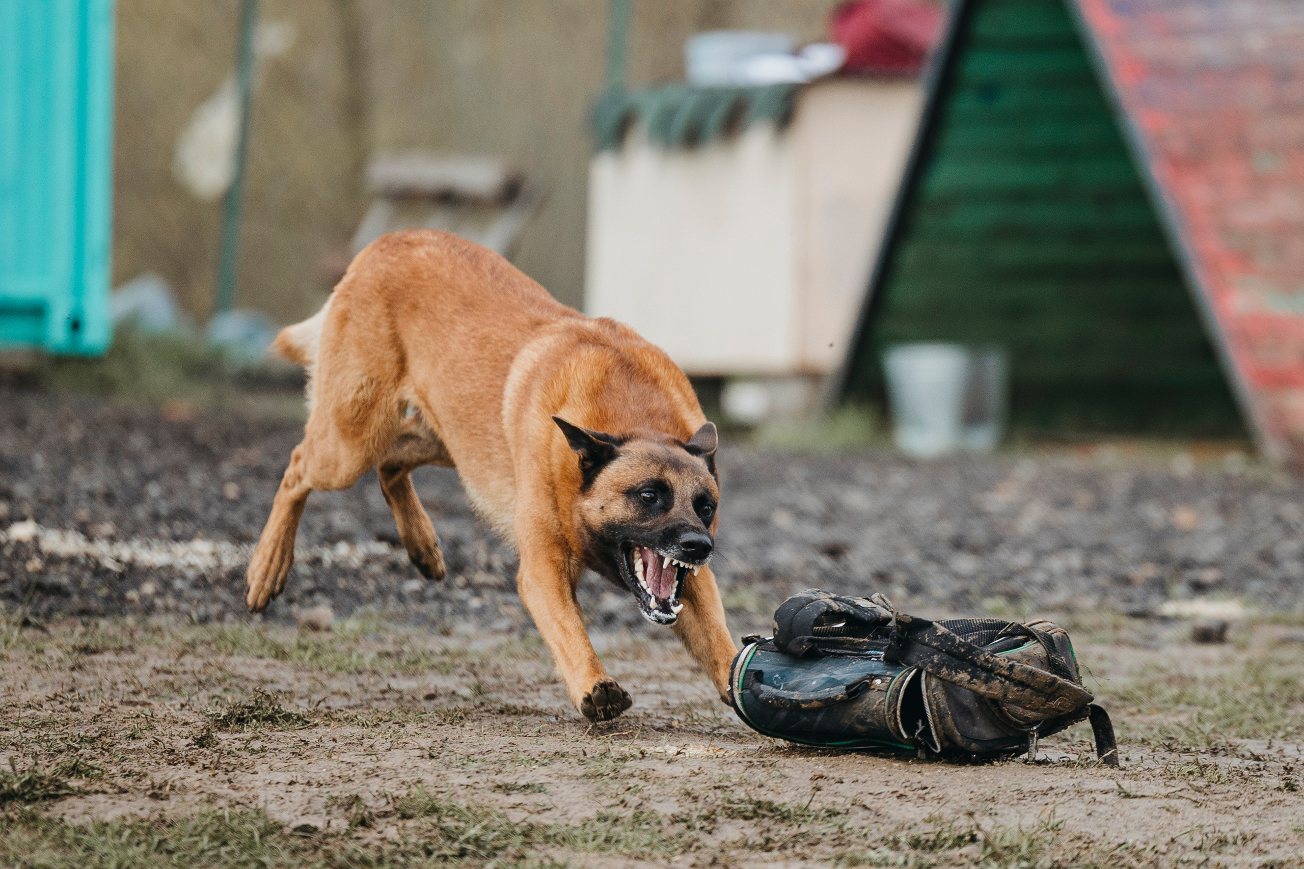 09.05.25 Вологда соревнования. Фотограф-анималист Анна Маринич