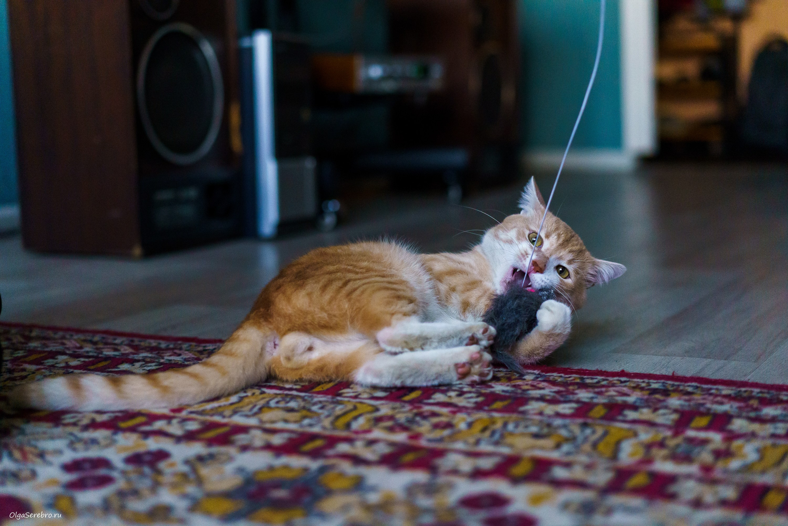 Хотела пристроить Коржика, но…. Фотограф Челябинск · Ольга Серебрякова