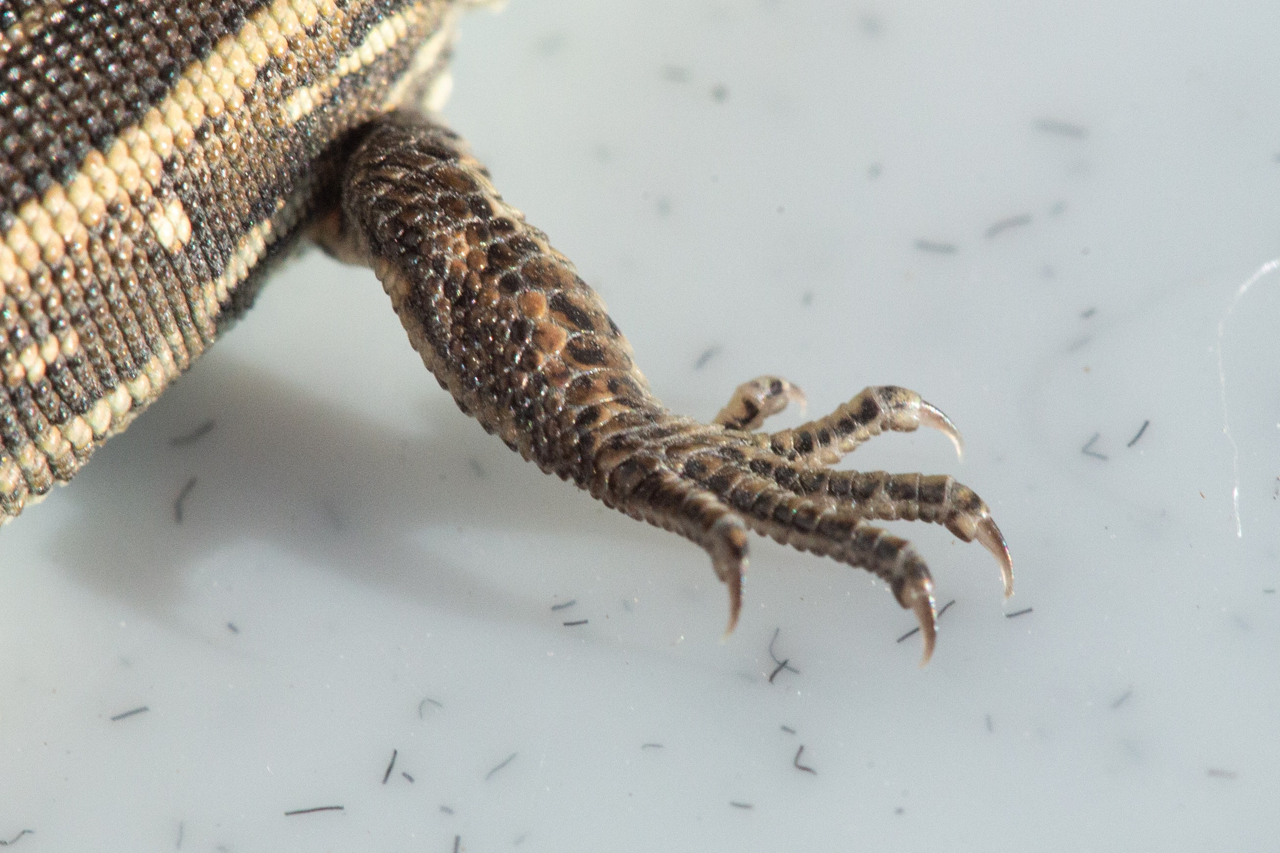 Фото Животных. Студия Максима Белослюдцева