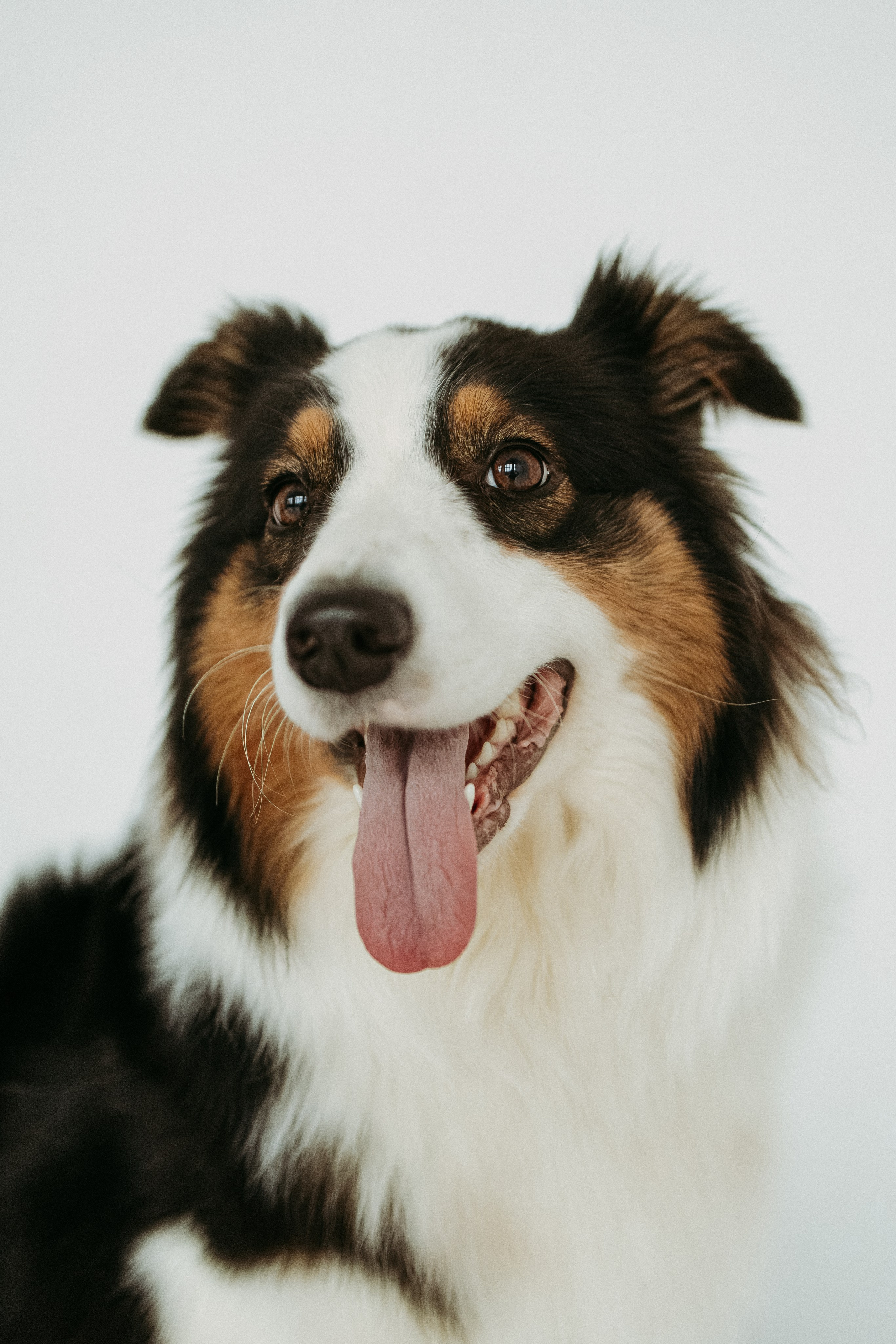 Мячи-попрыгуны. Фотораф — анималист Мария Шистка