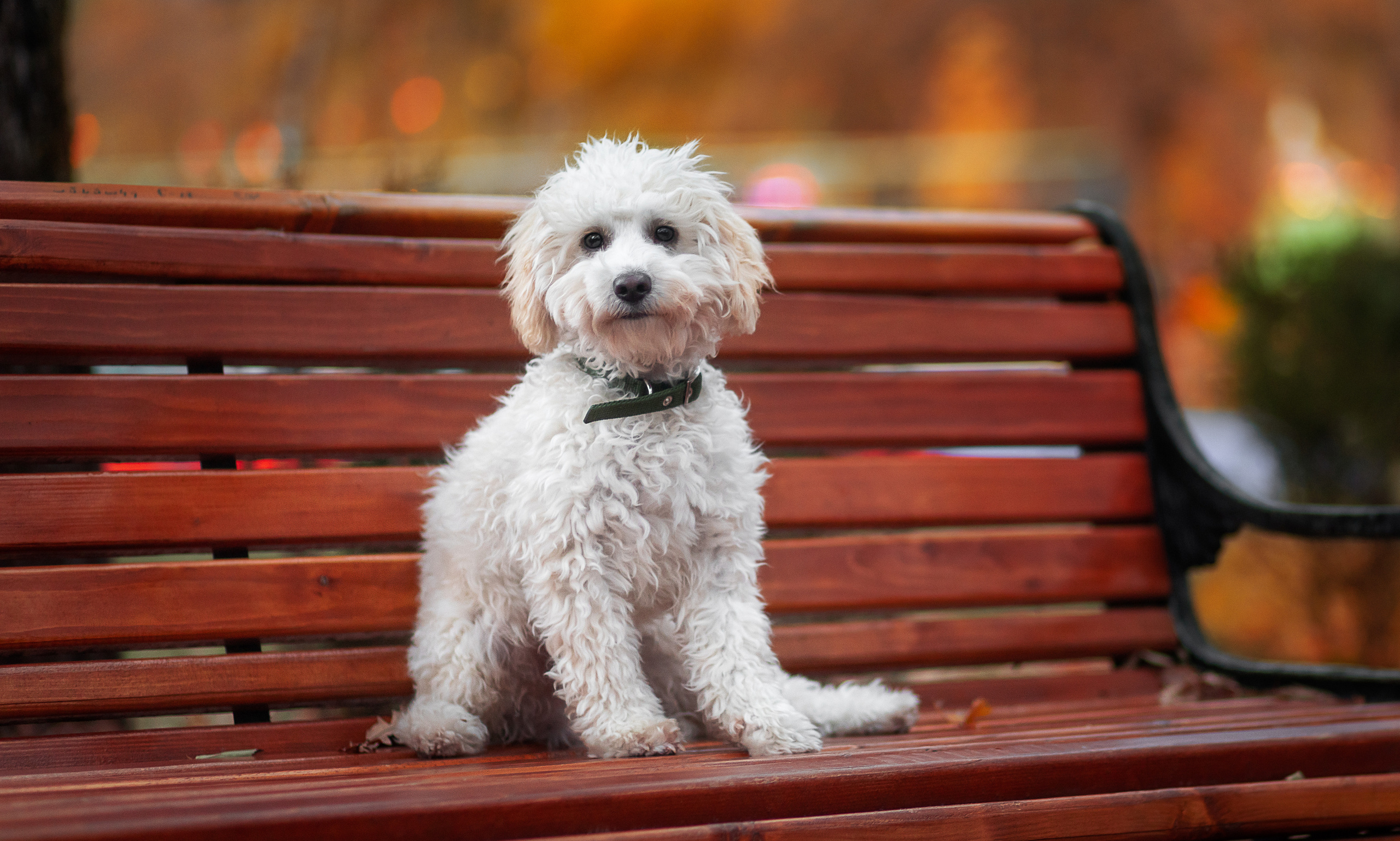 Мария и Филя. Фотограф, оператор Максим Кузнецов