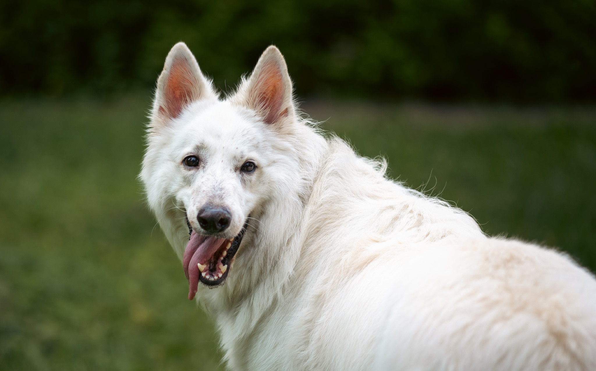С домашними животными. Фотограф, оператор Максим Кузнецов