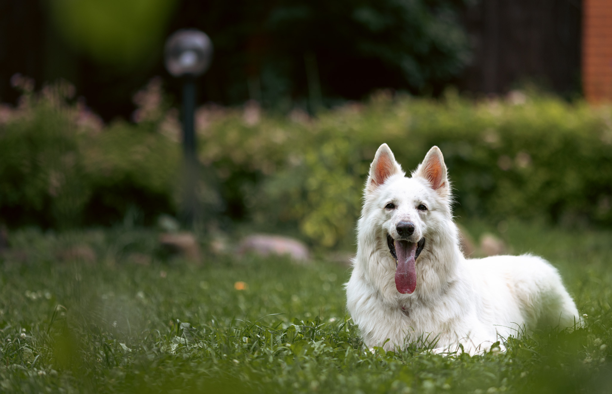 С домашними животными. Фотограф, оператор Максим Кузнецов