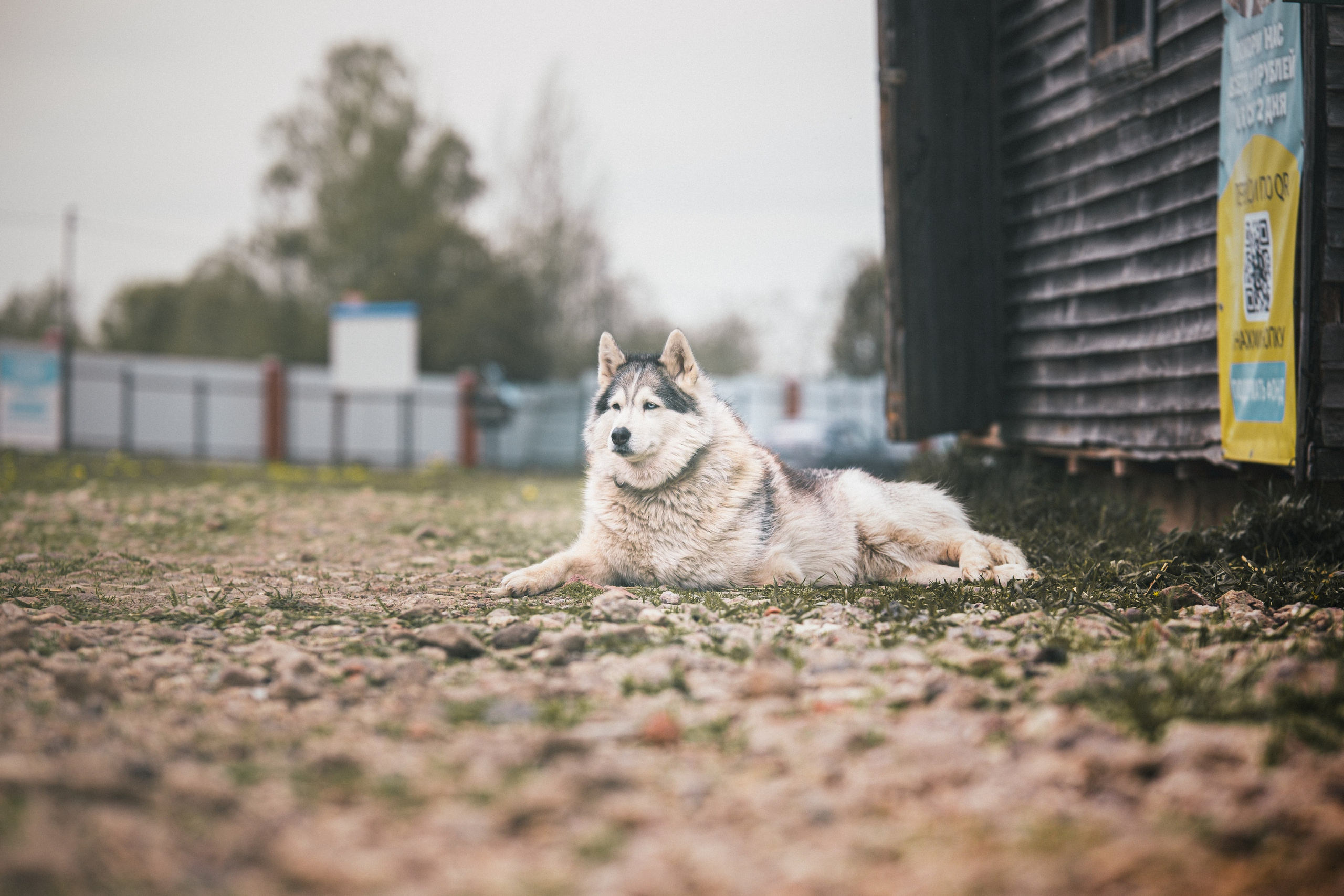 Приют Хаски. KRUTOVA_фотографирую жизнь