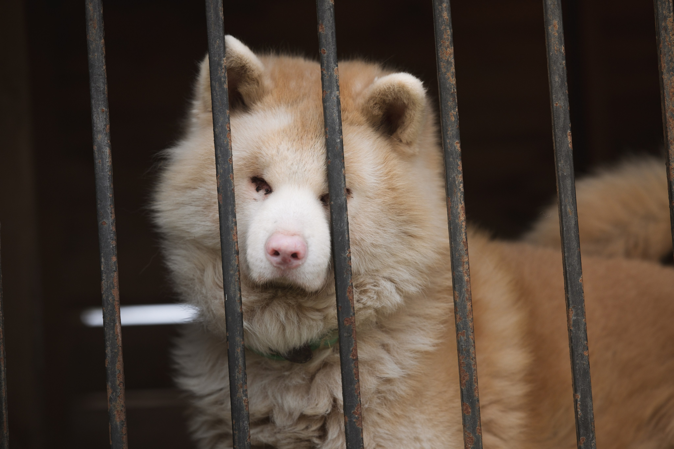 Приют Хаски. KRUTOVA_фотографирую жизнь