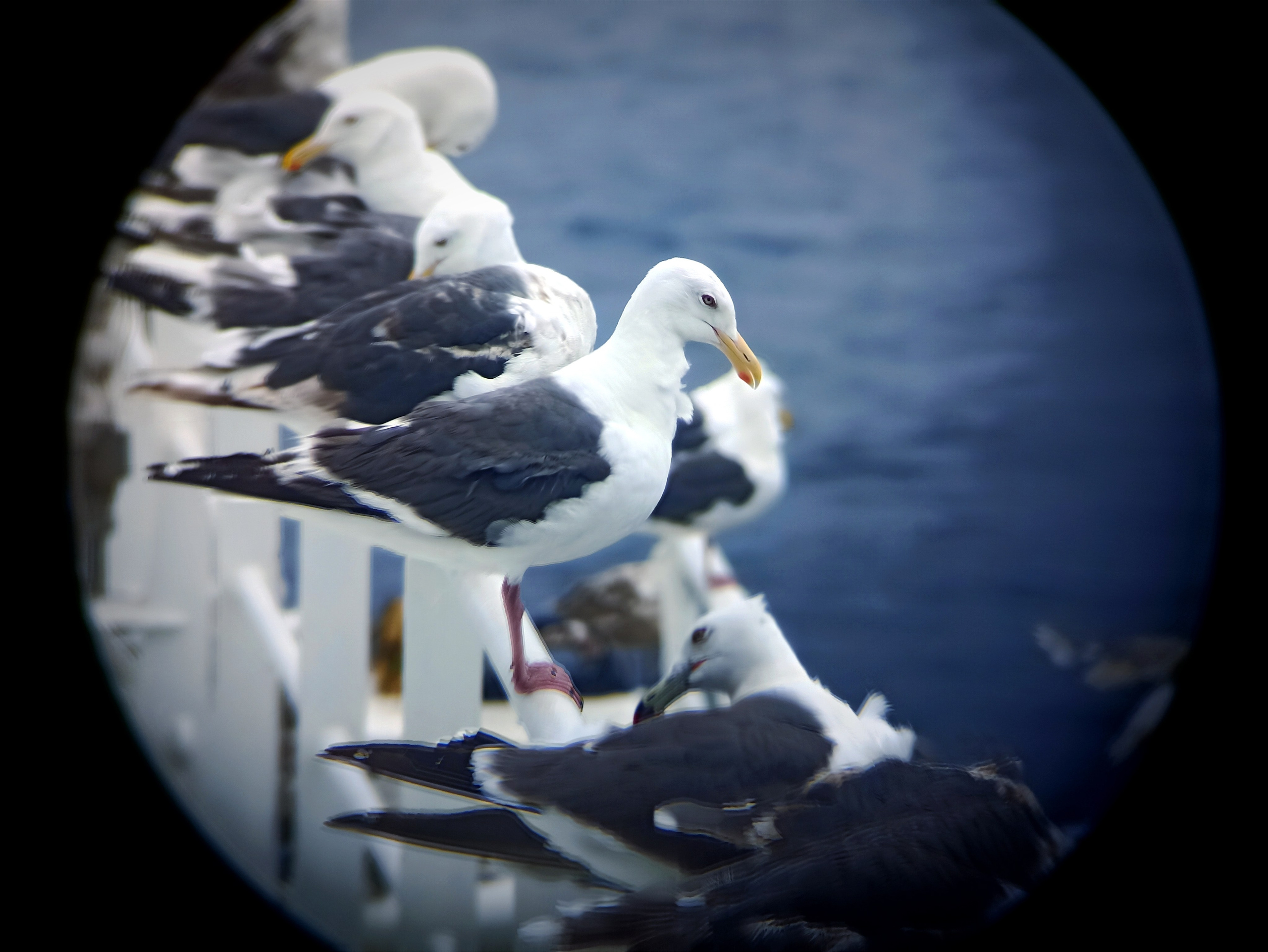 Мобильная фотография. Фотограф г. Владивосток