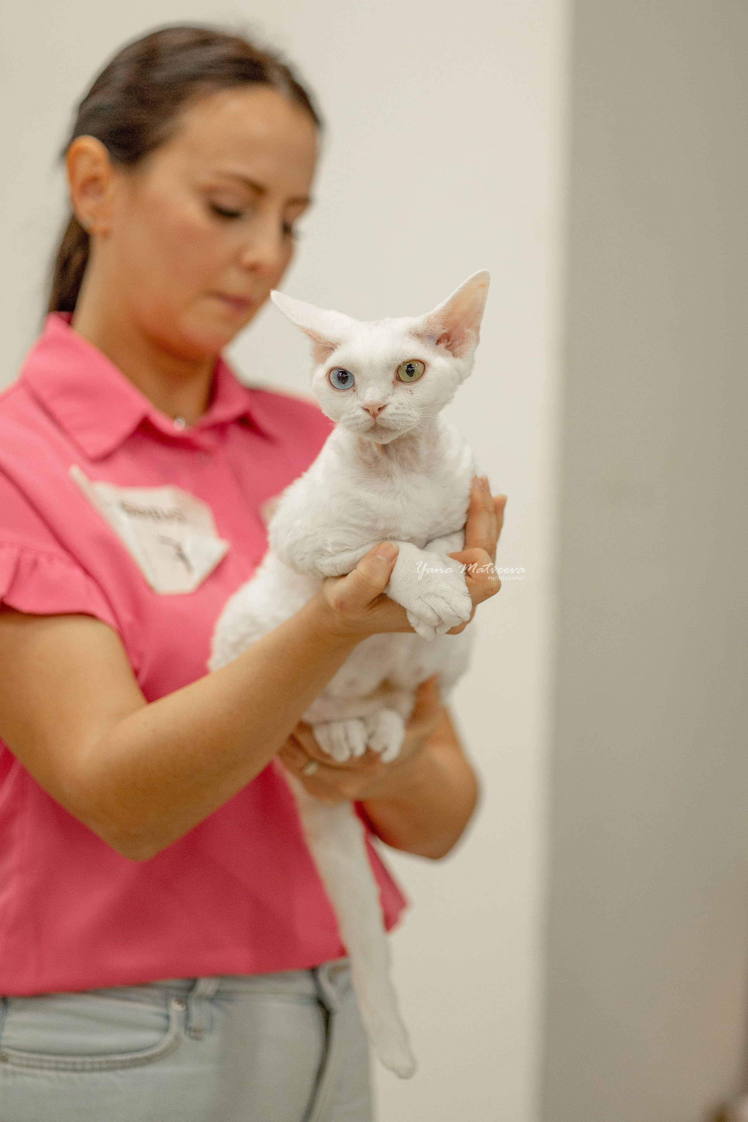 Кошки. Фотограф Яна Матвеева в Ижевске