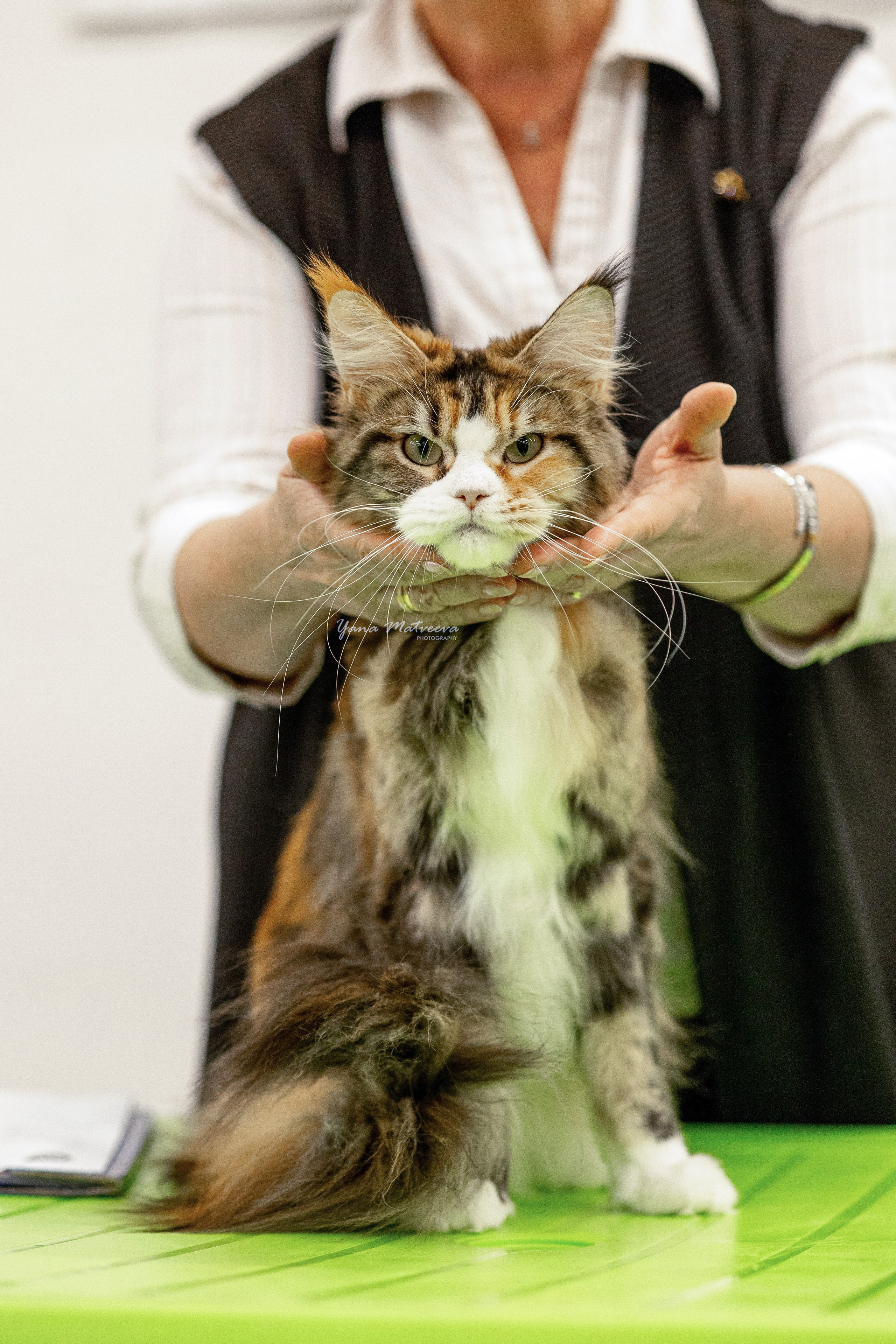 Кошки. Фотограф Яна Матвеева в Ижевске
