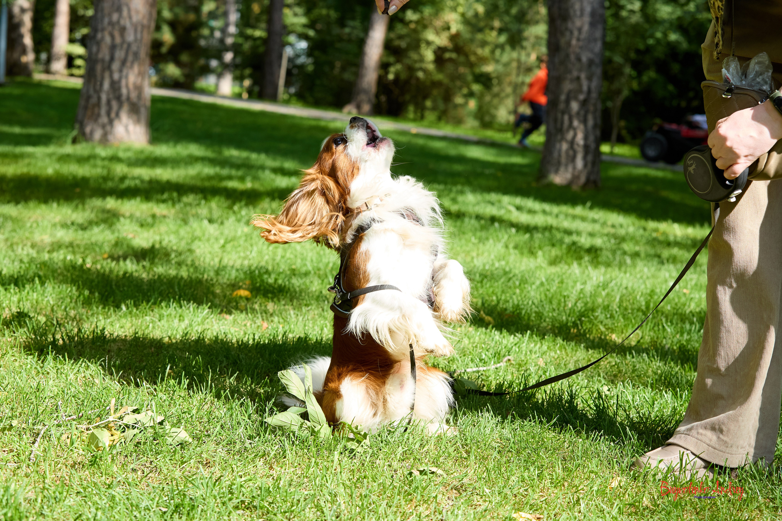 Фотопрогулка с кавалерами. Buyvolenko Andrey