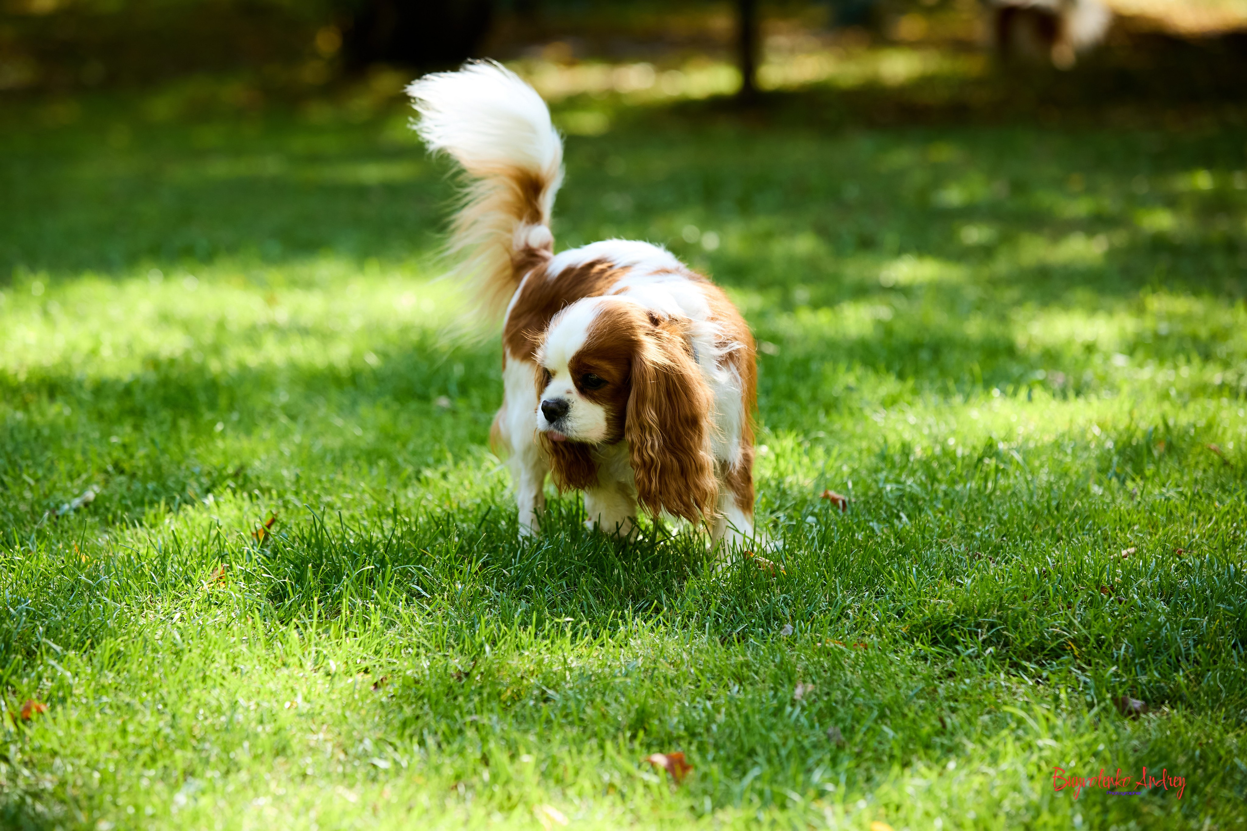 Фотопрогулка с кавалерами. Buyvolenko Andrey