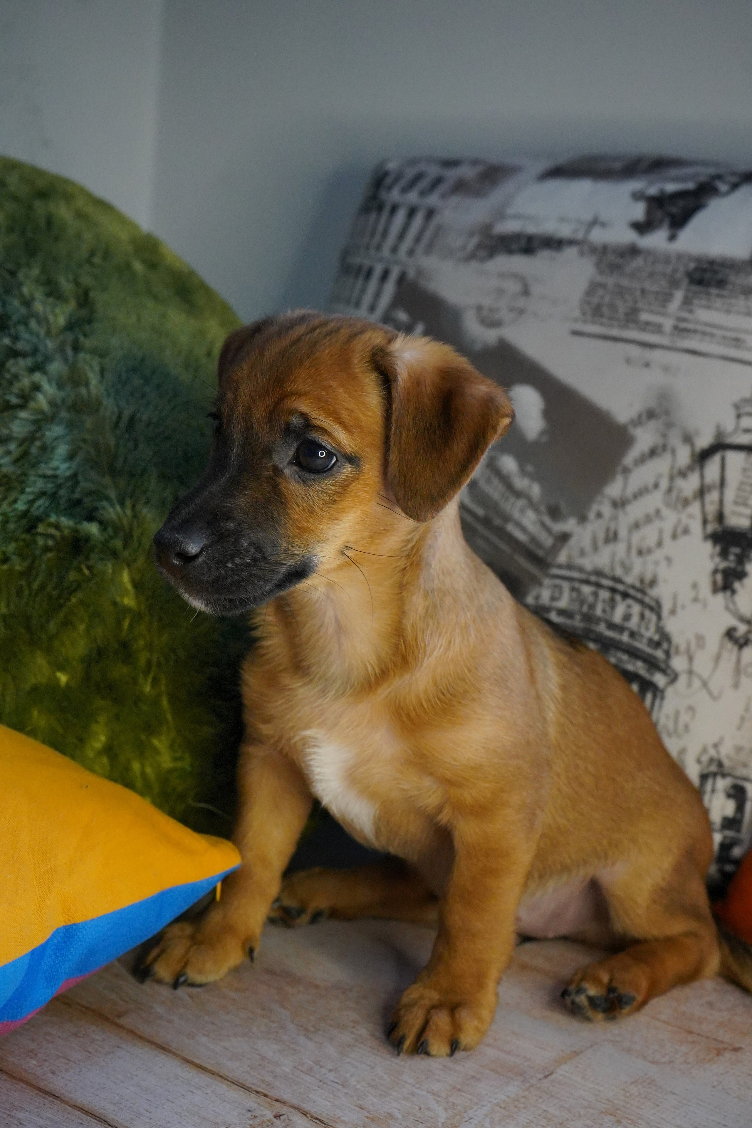 Фотосессии Пушистиков. Фотограф в Санкт-Петербурге Виктория Барышникова