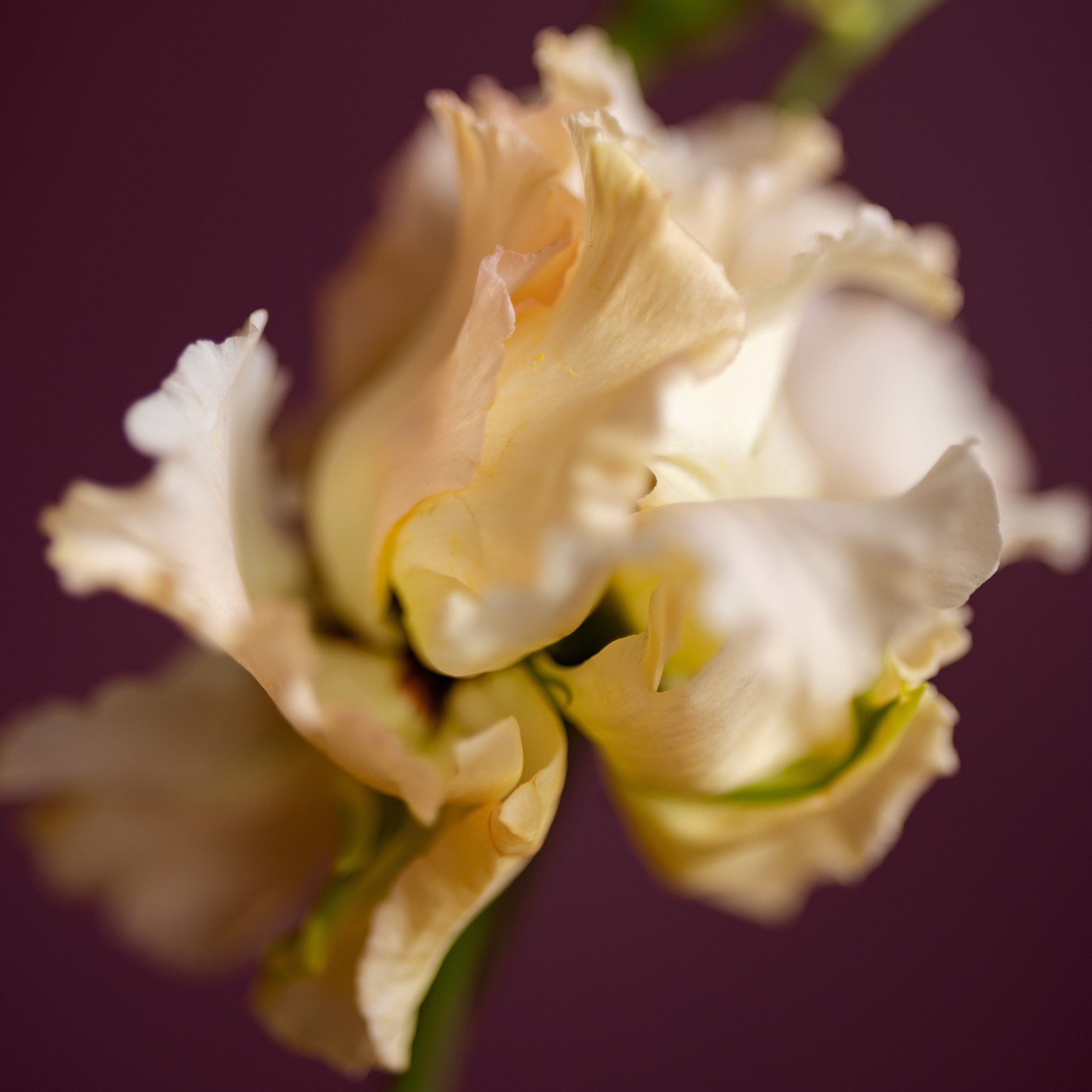 Silk Caress