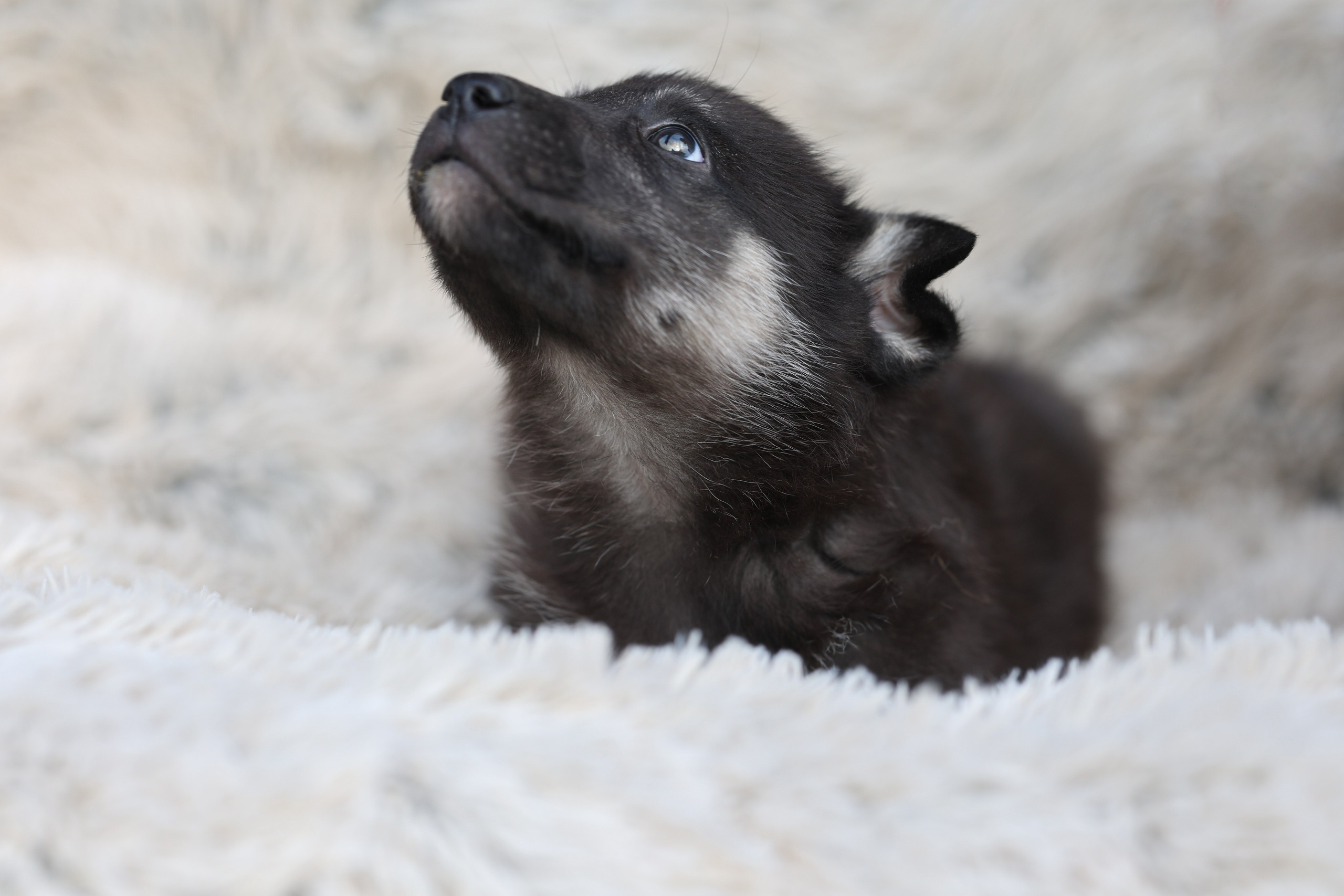 Щенки. Фотограф Максим Татаринов