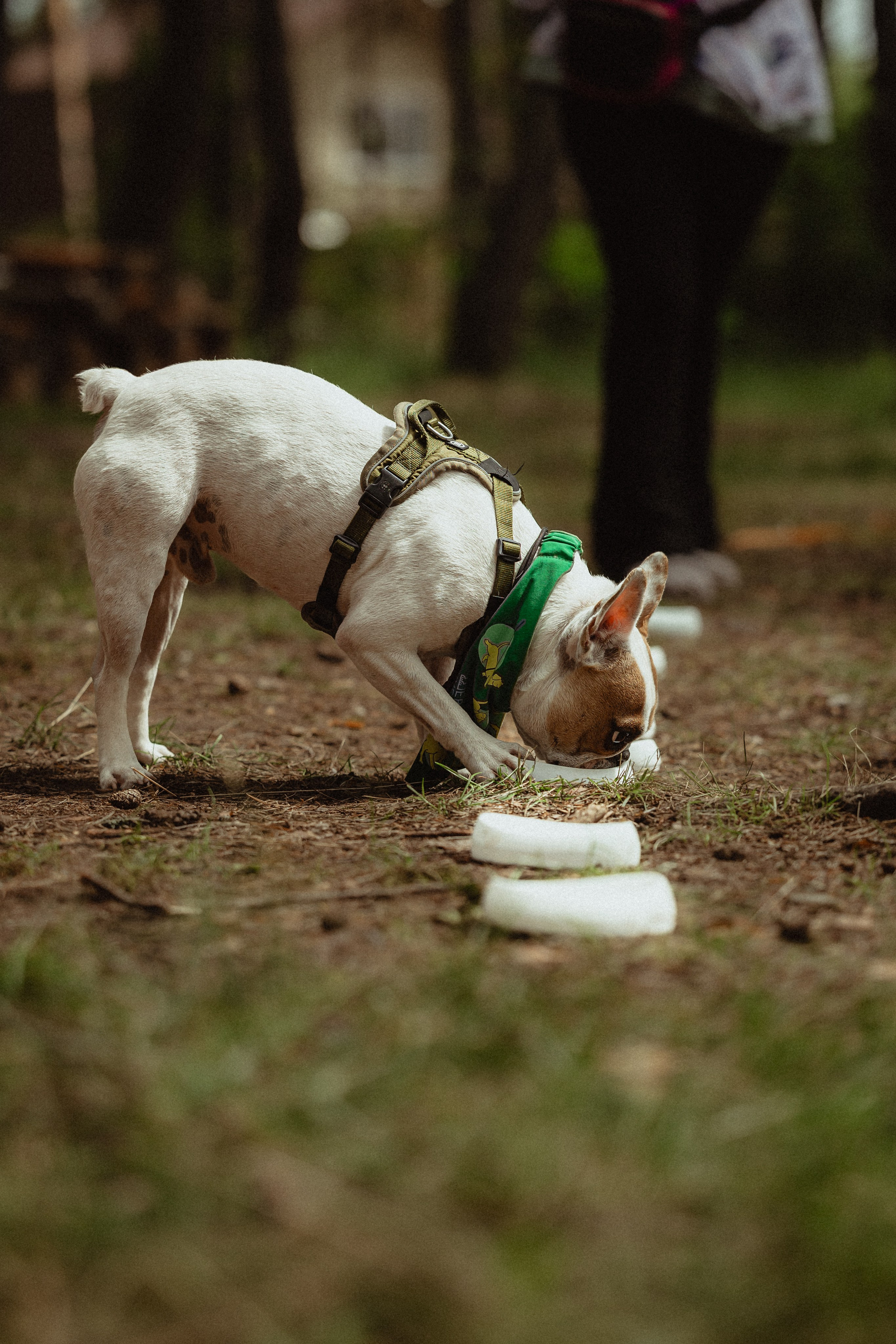 Выездной дог-тренинг от школы «Шерсть имею»