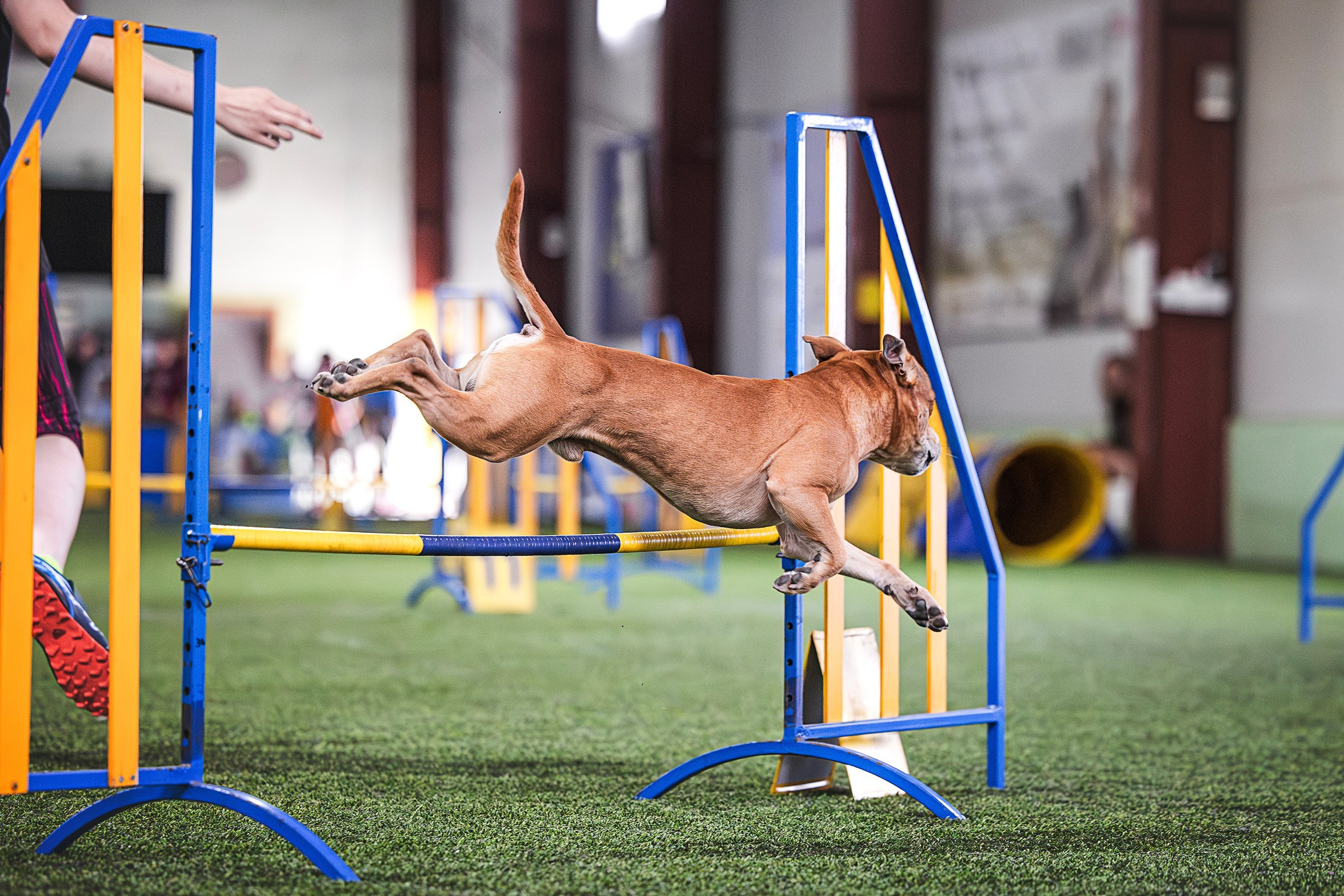 Шмель. BLGKV питомник собак