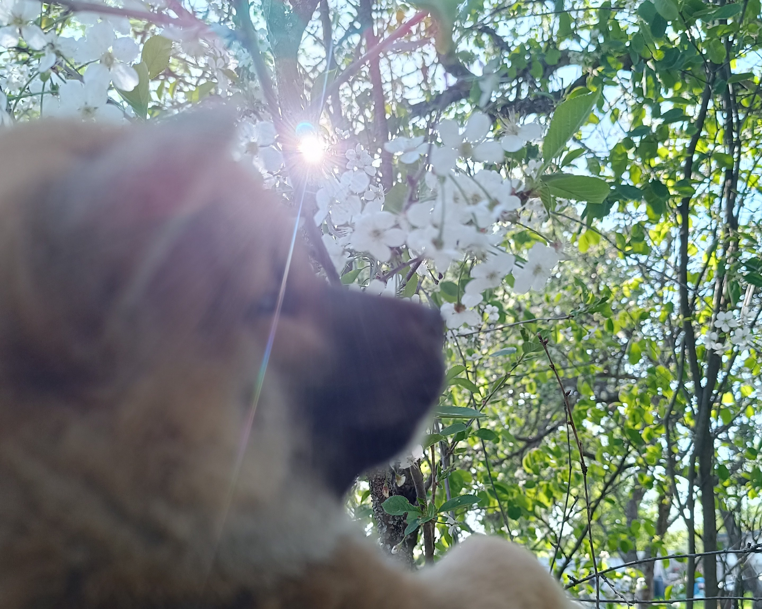 сиба питомник Рубилайт щенки на продажу rubylight  сиба щенки купить СПб Санкт-Петербург