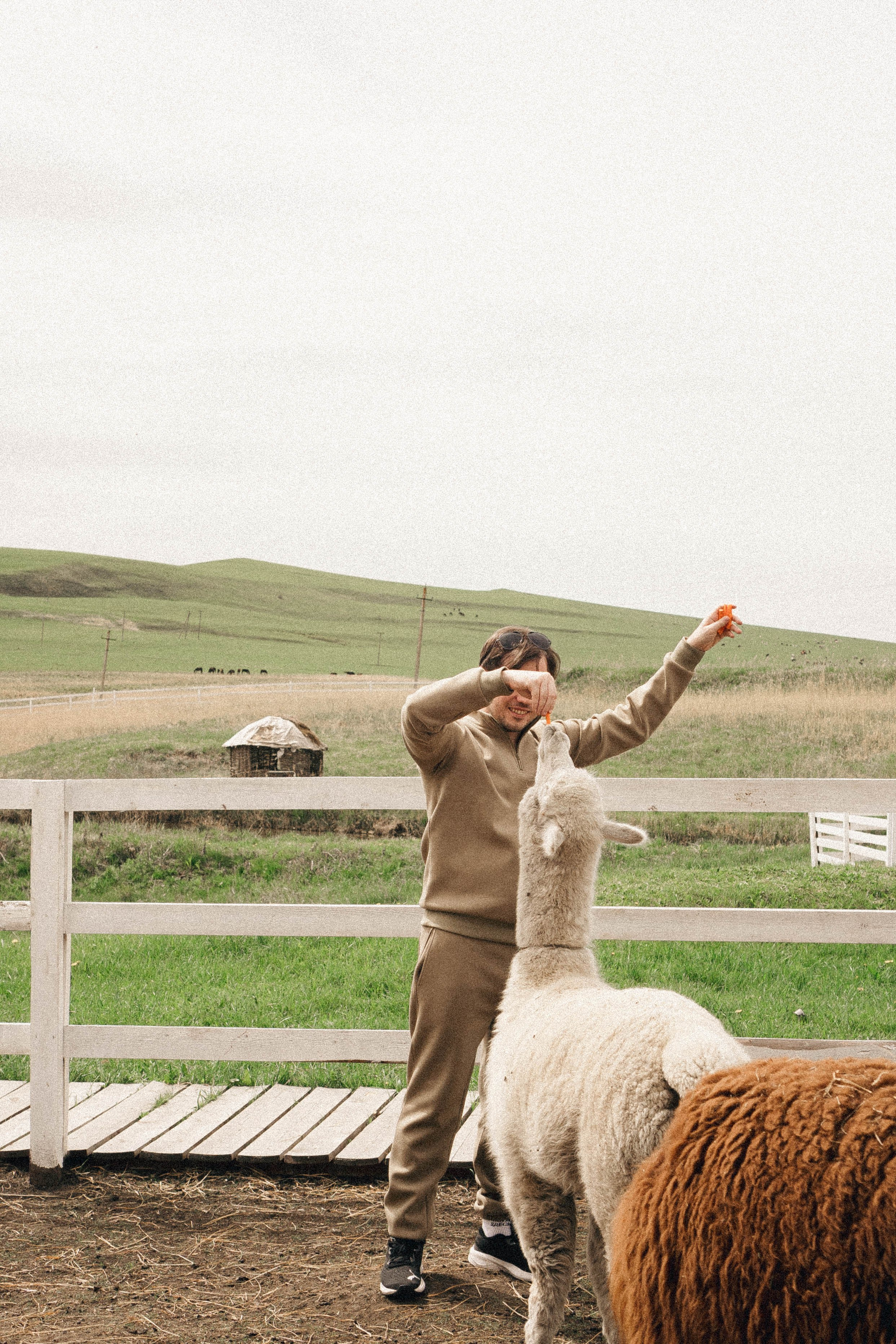 Ферма Альпак. Профессиональный фотограф, Санкт-Петербург — Виктория Богомолова