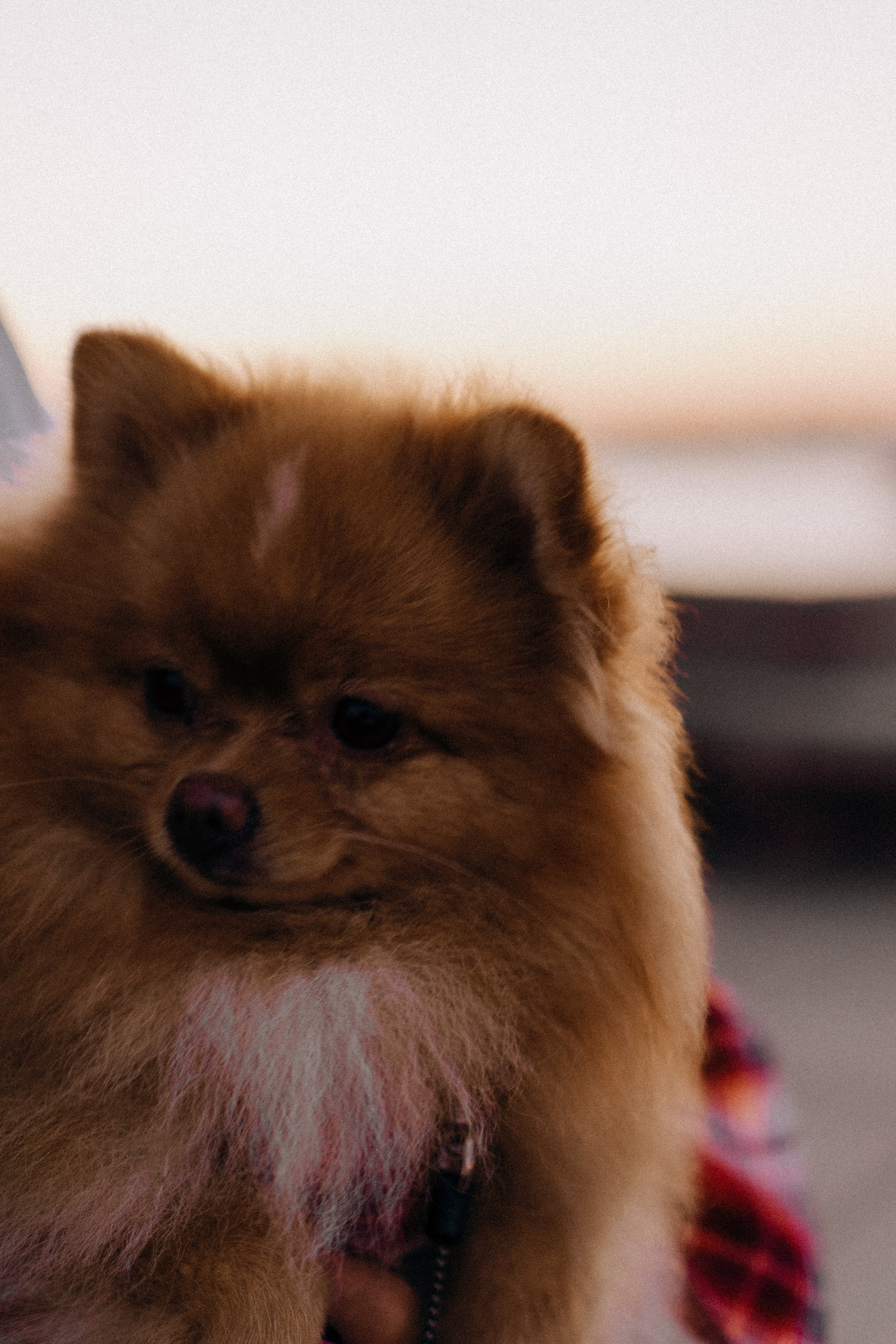 РАССВЕТНАЯ ИСТОРИЯ. Профессиональный фотограф, Санкт-Петербург — Виктория Богомолова