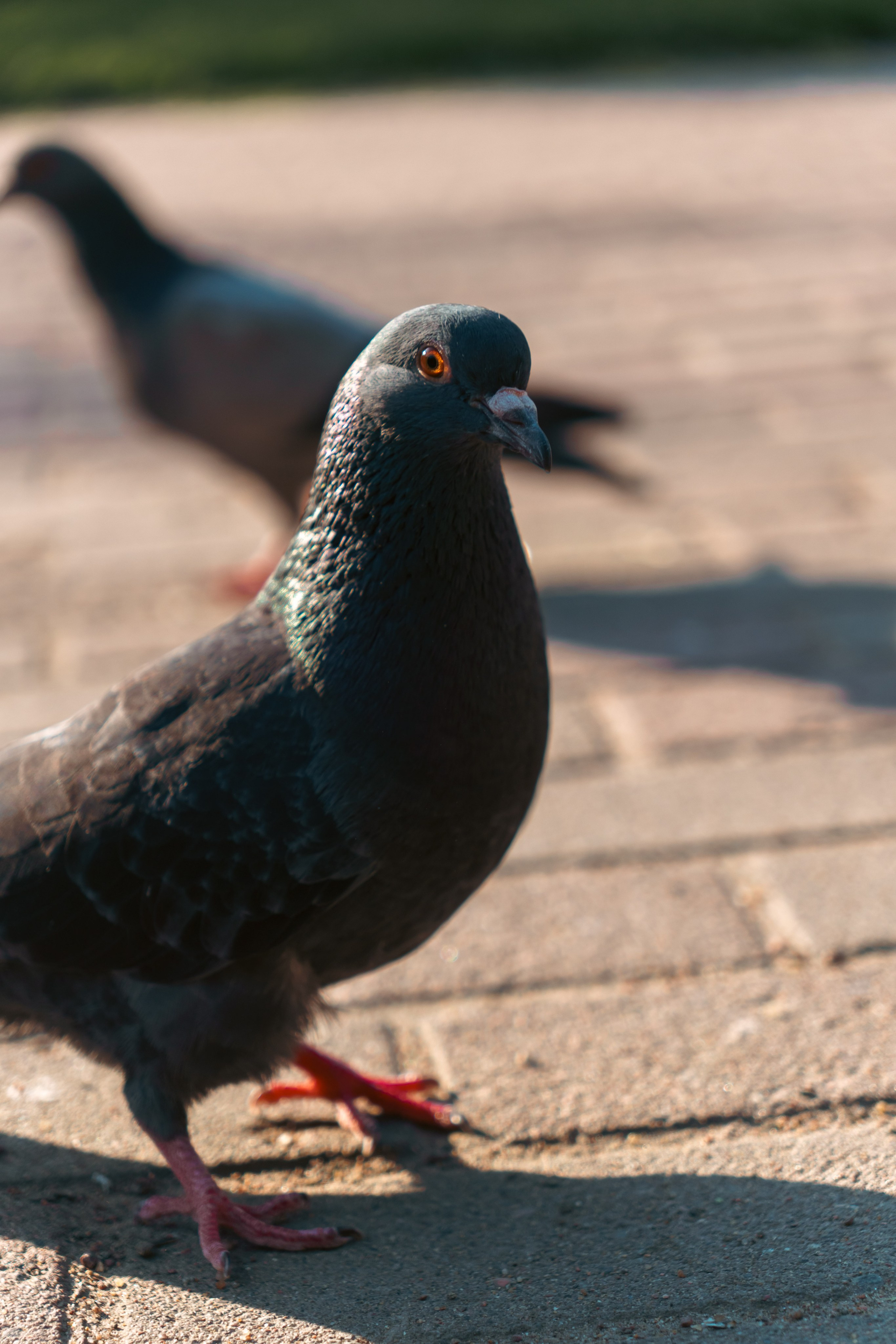 Животные. Фотограф в Санкт-Петербурге Ибрагимова Алина