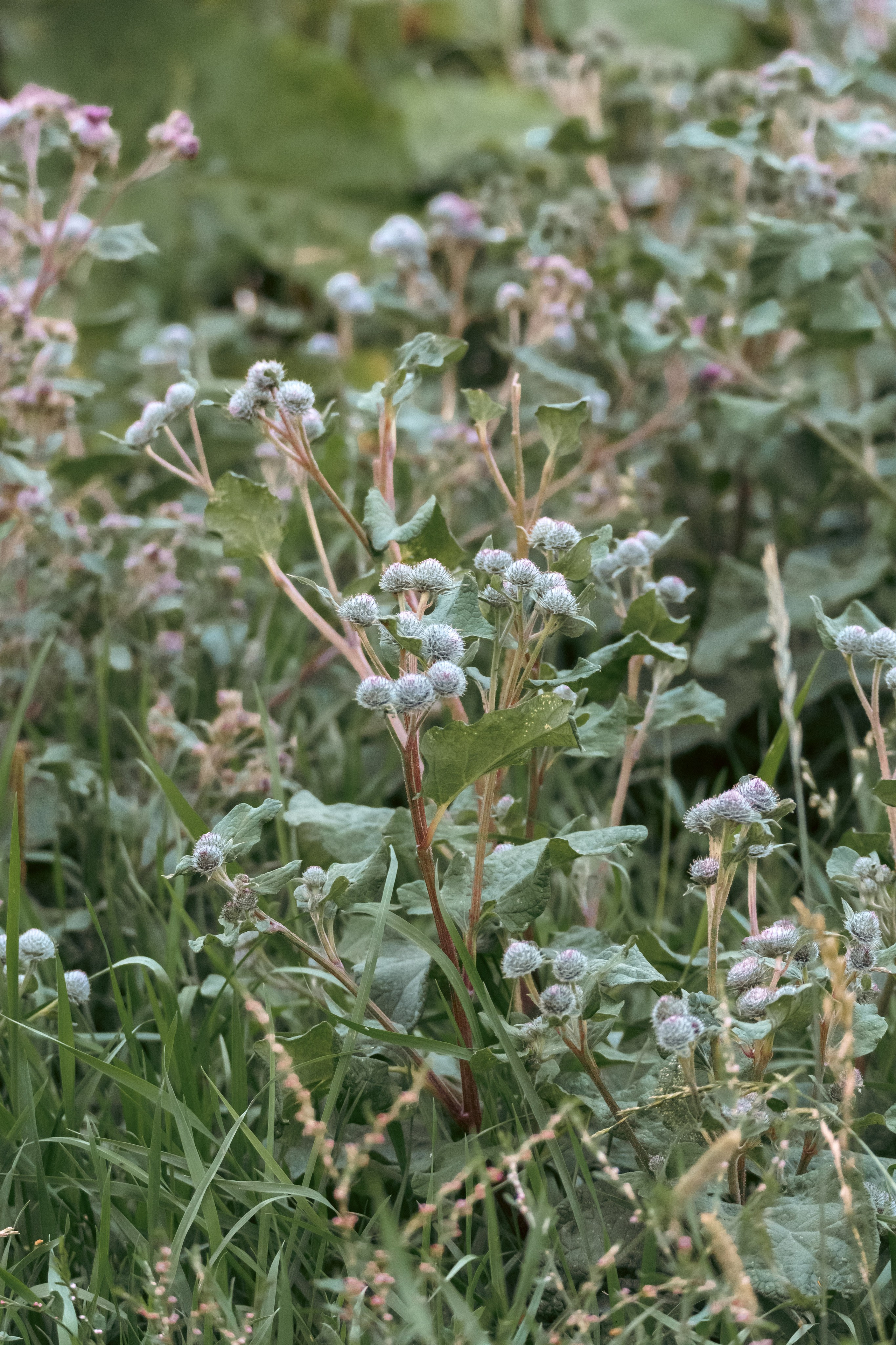 Природа. Фотограф в Санкт-Петербурге Ибрагимова Алина