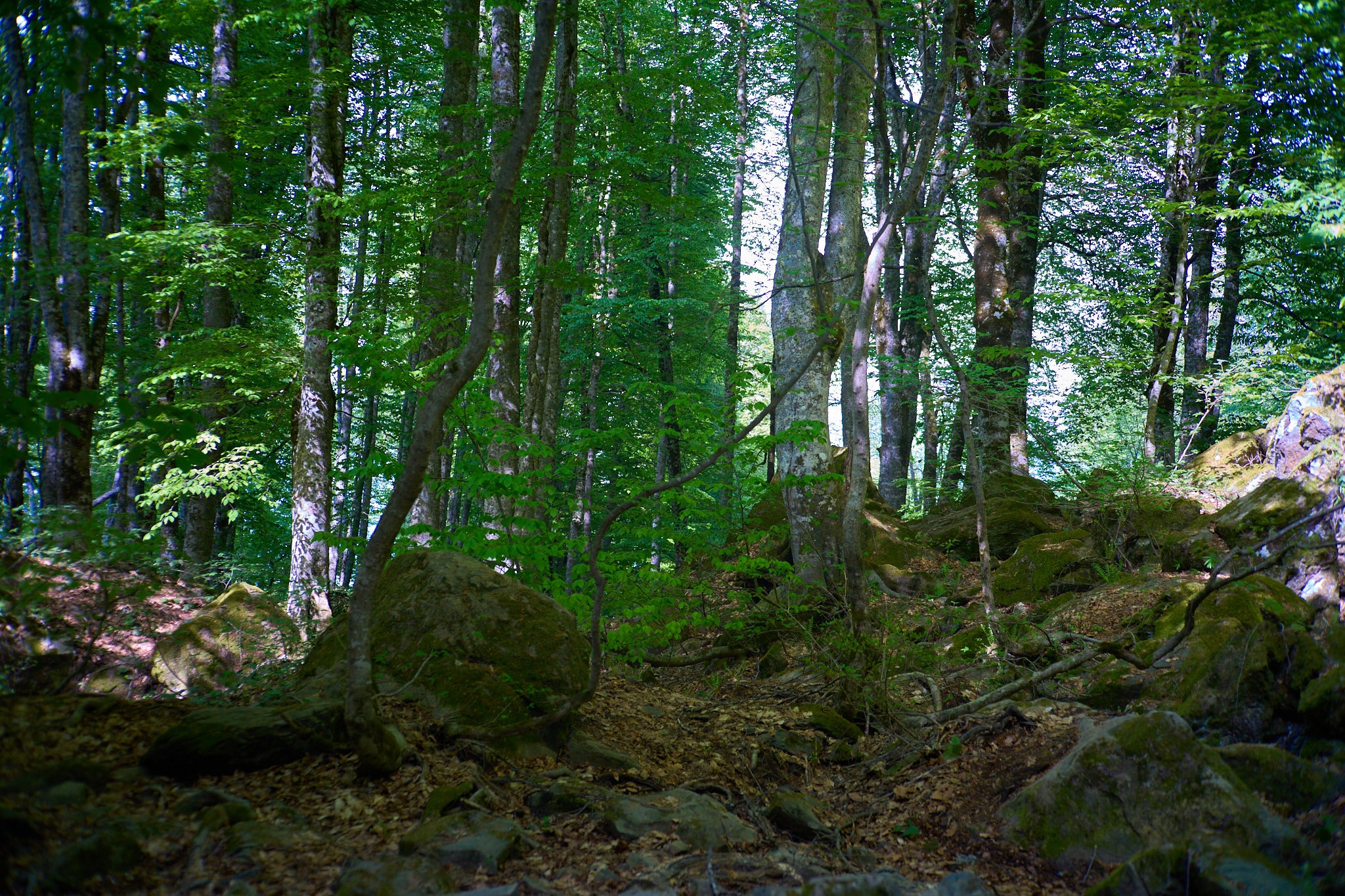 Красная Поляна, апрель 2024. Фотограф, Римма Невинская