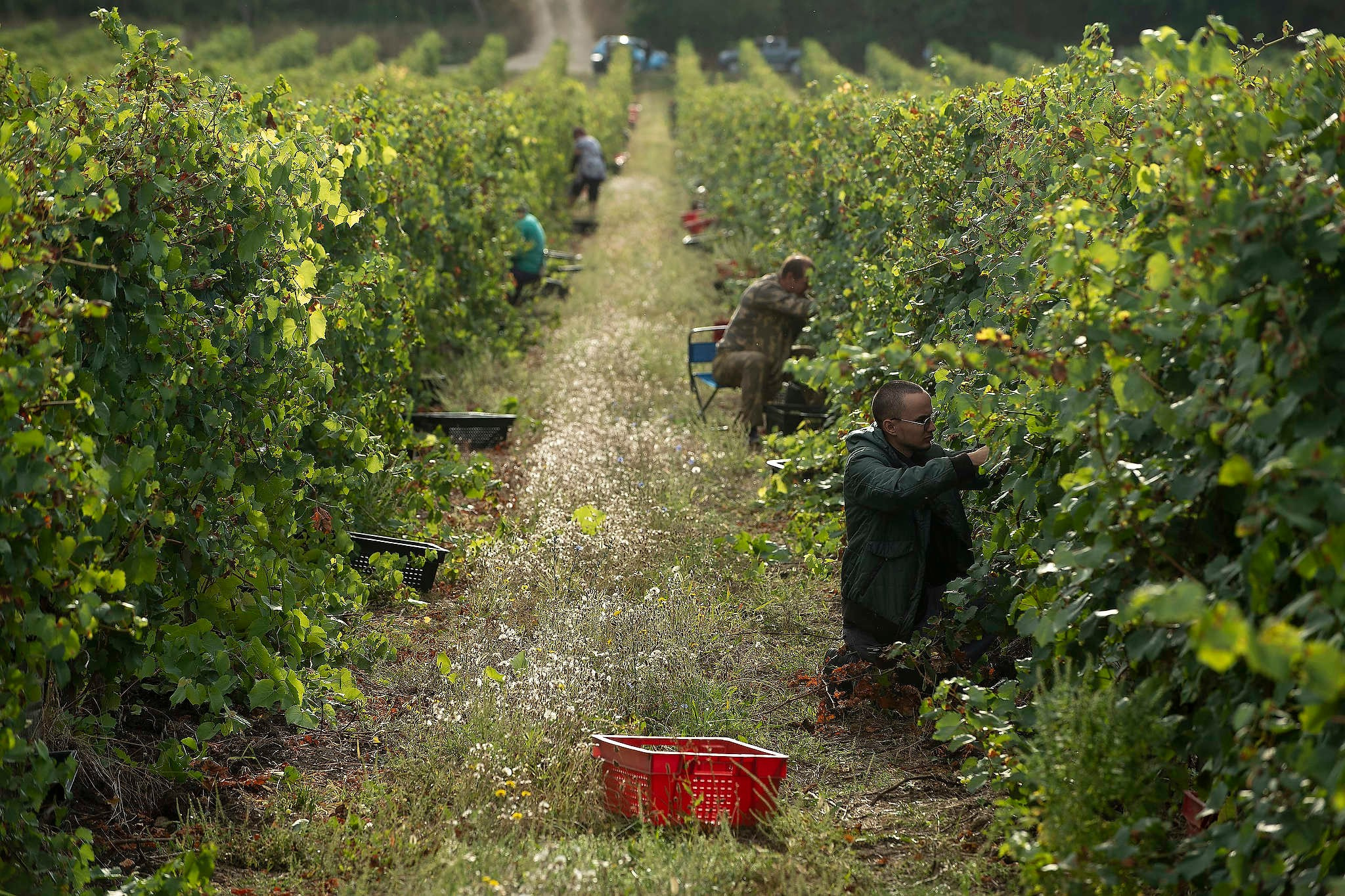Винодельни Краснодарского края. Фотограф Михаил Мордасов, Сочи. Мероприятия, портреты, спорт, репортаж
