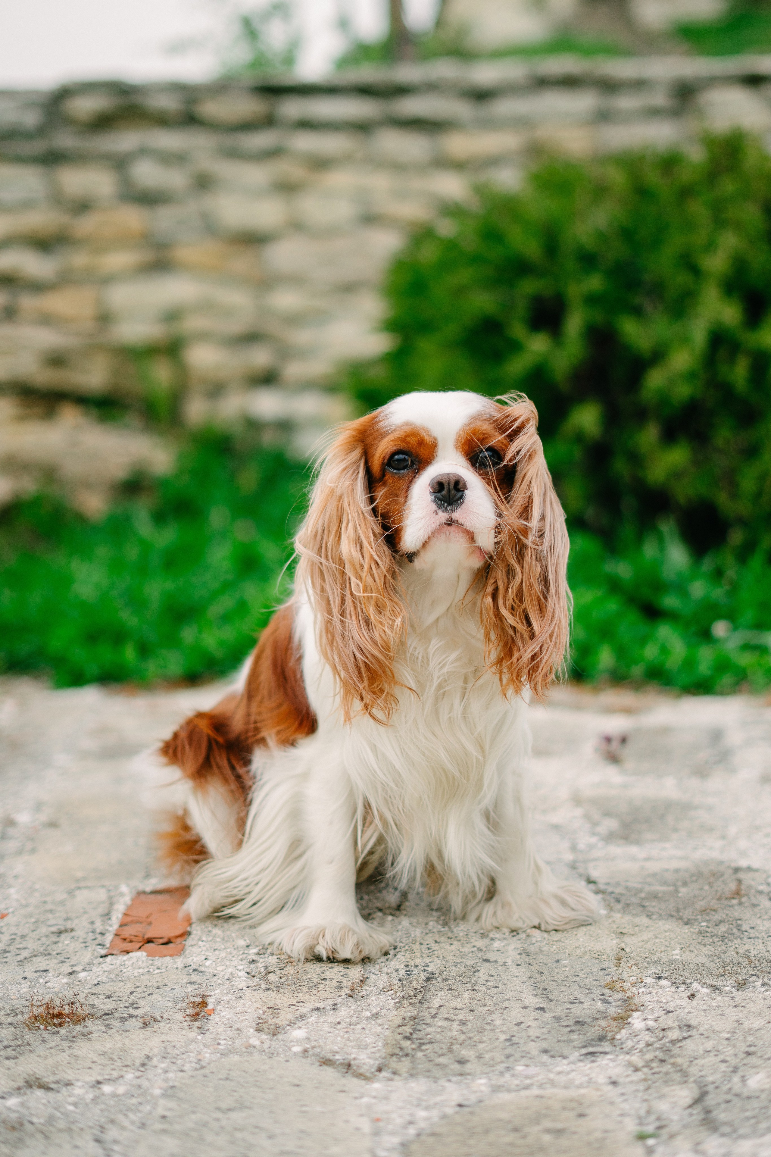 Шато Андре. WEDDING PHOTOGRAPHER