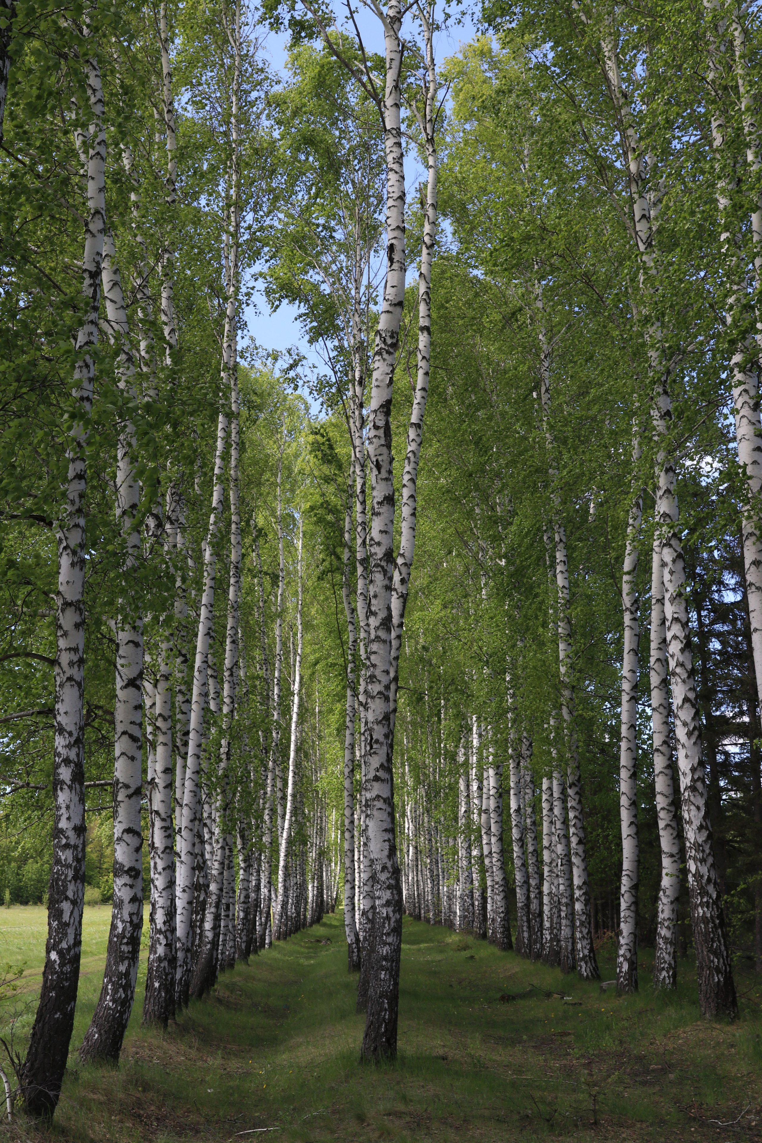 Березовая аллея рядом с п. Булгаково
