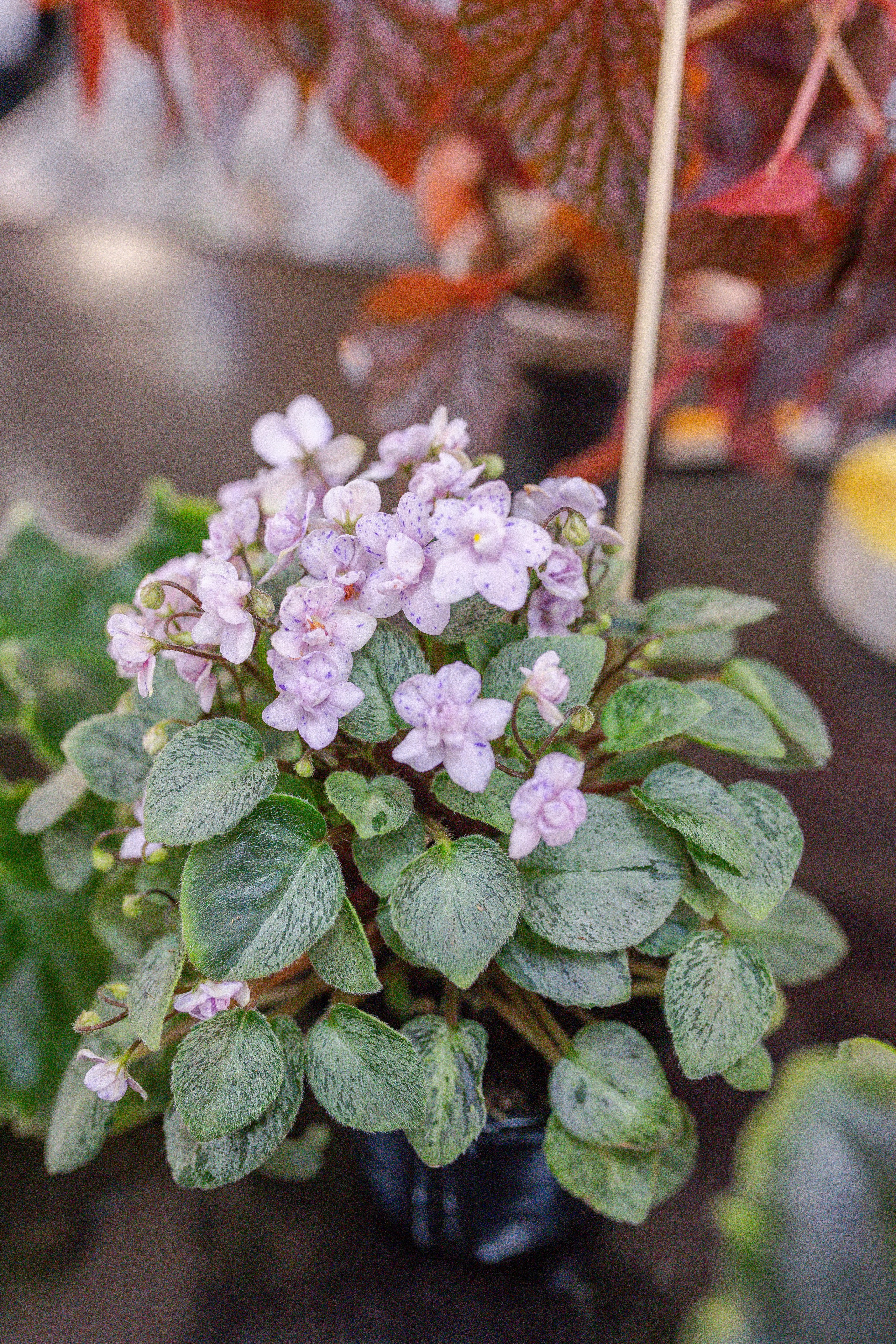 Орхидиум 12.2025. Александра Куликова фотограф, Москва