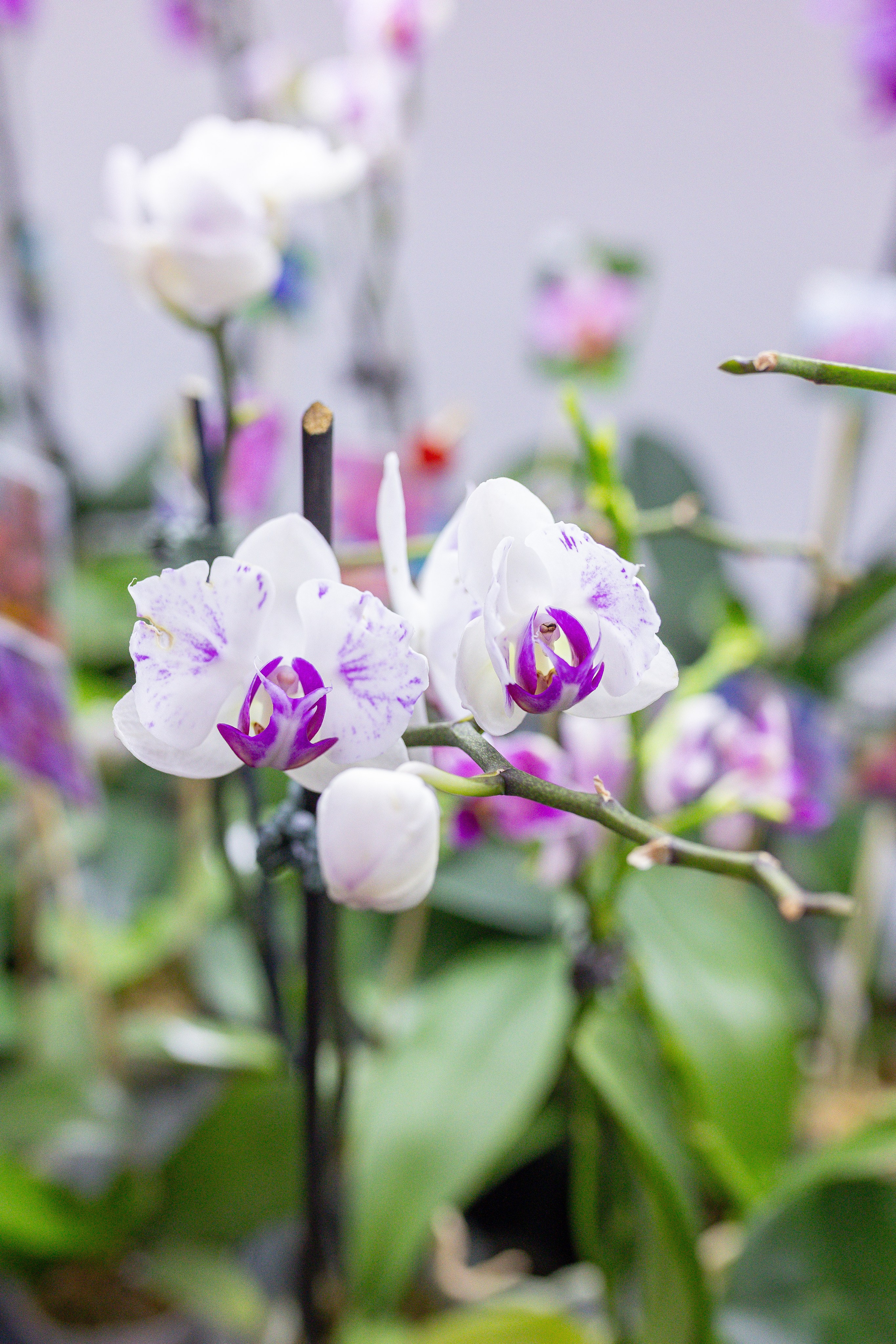 Орхидиум 12.2025. Александра Куликова фотограф, Москва