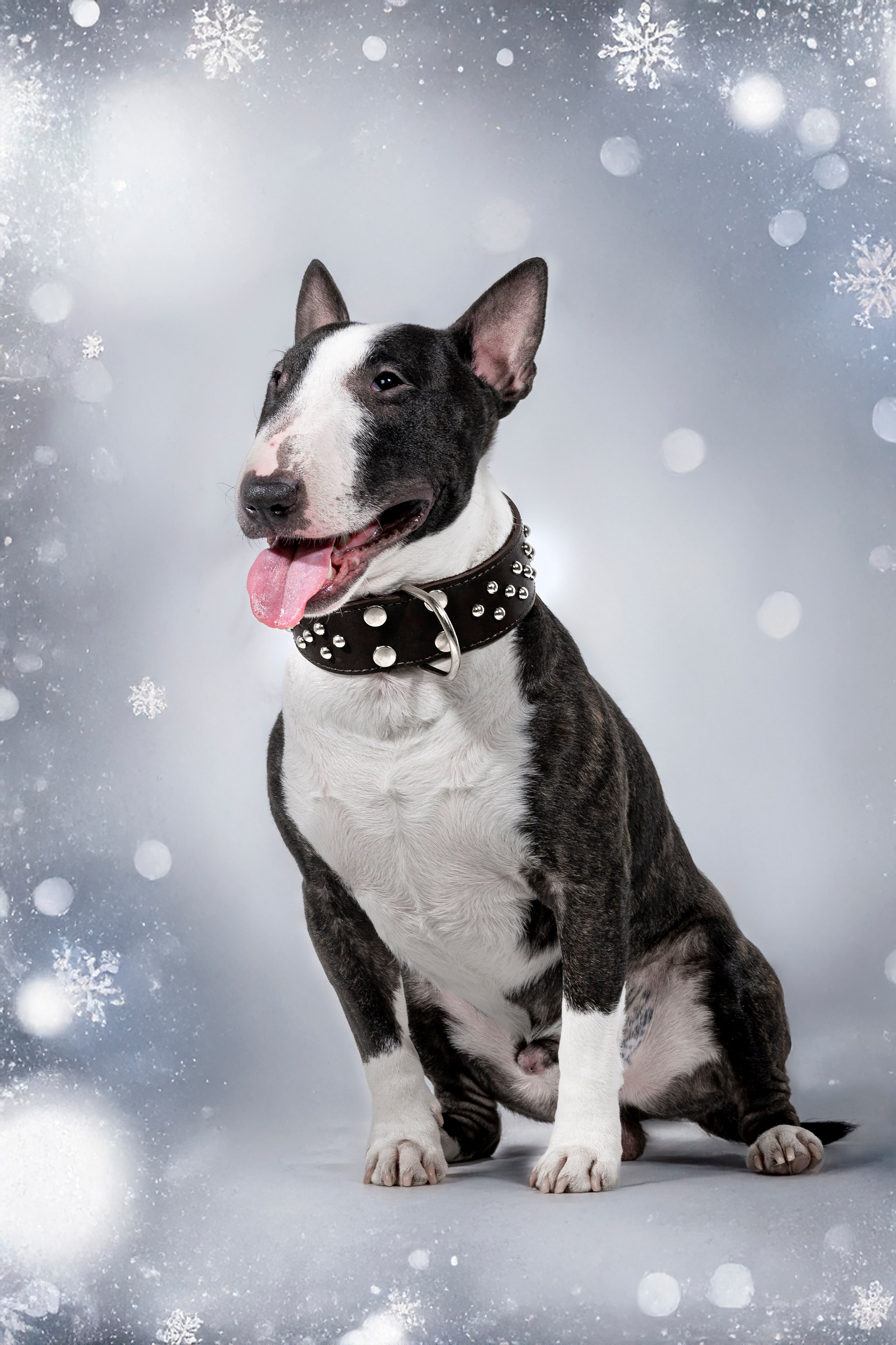 Рекламная фотосессия ошейников. Фотограф анималист в Санкт-Петербурге Таша Крейв