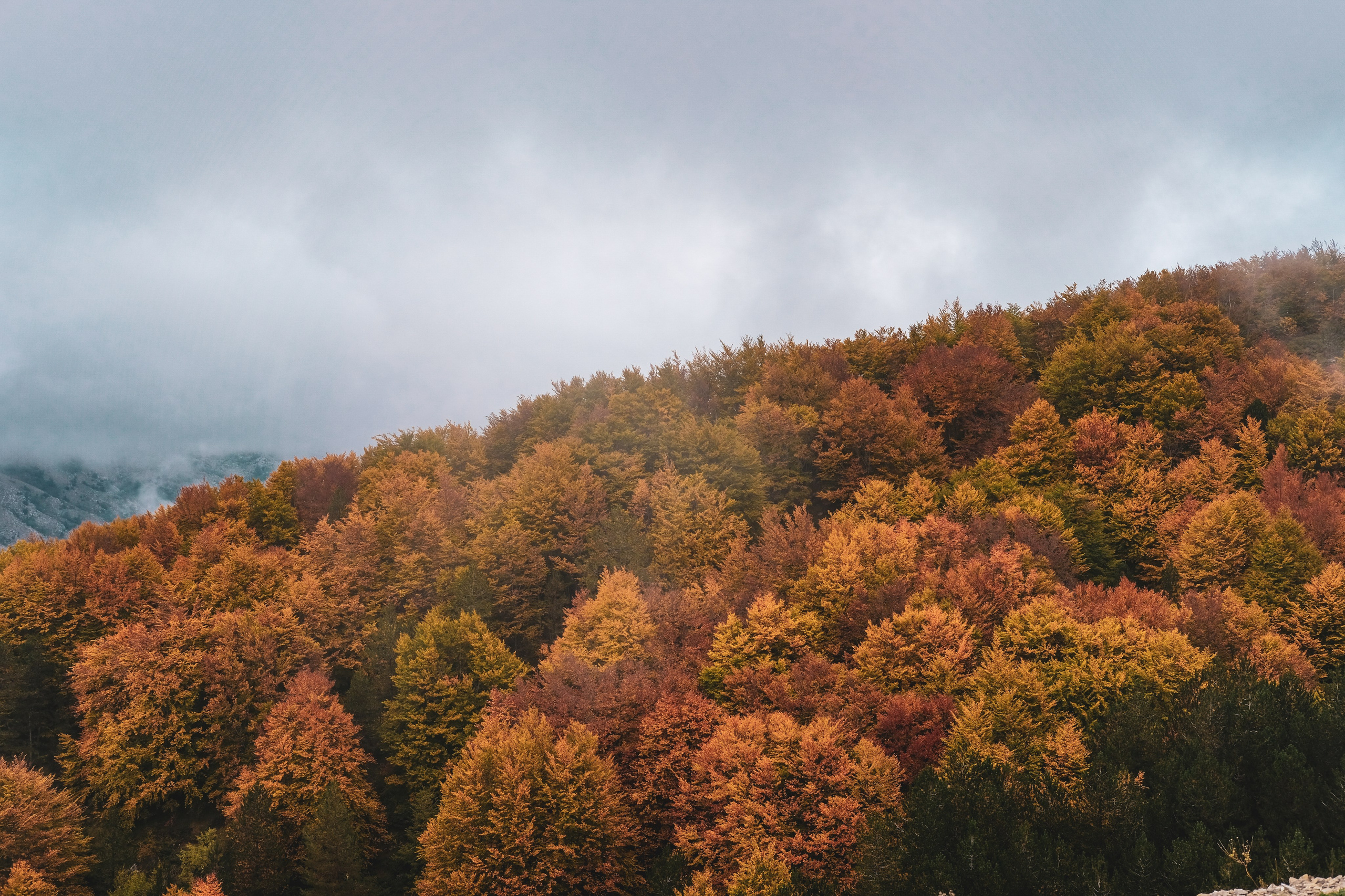 Черногория. Zenizza