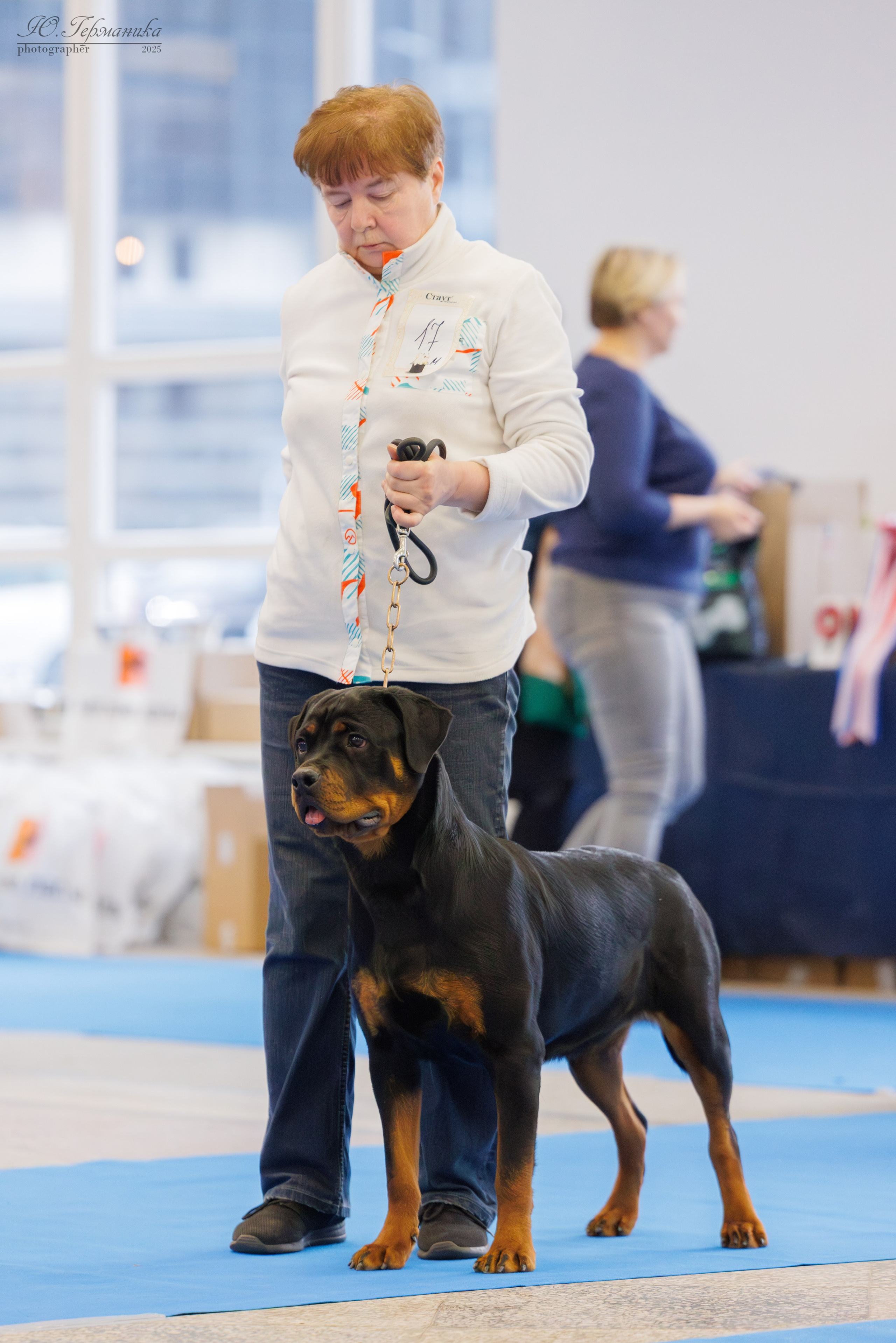 Питер ротвейлеры 18.01,Крокус 19.01.2025. Фотограф-анималист Юлия Германика