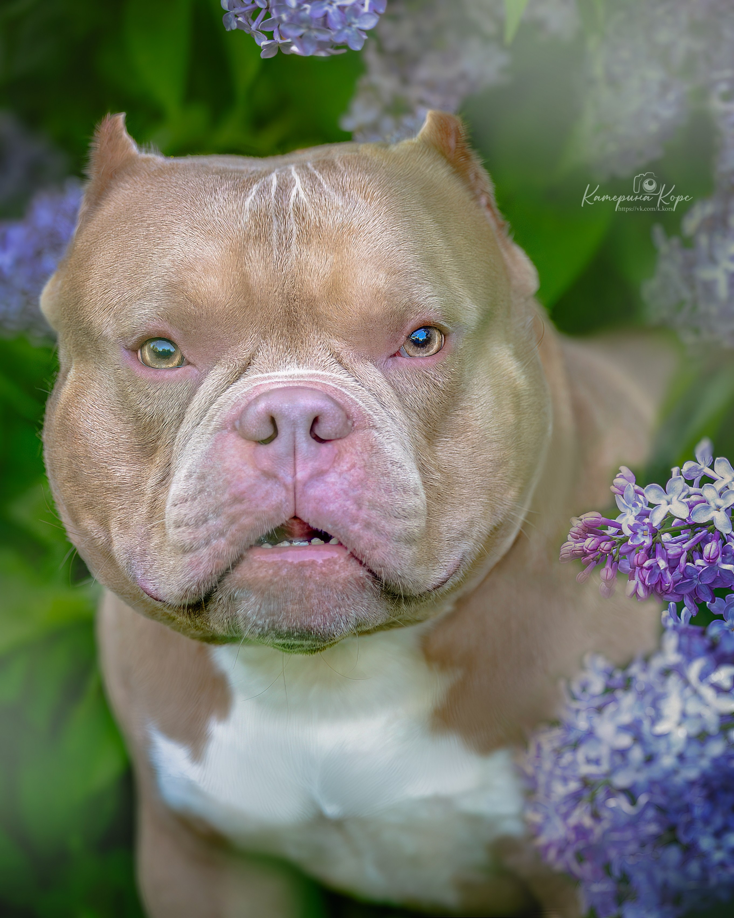 Сирень. Фотограф-анималист Катерина Корс