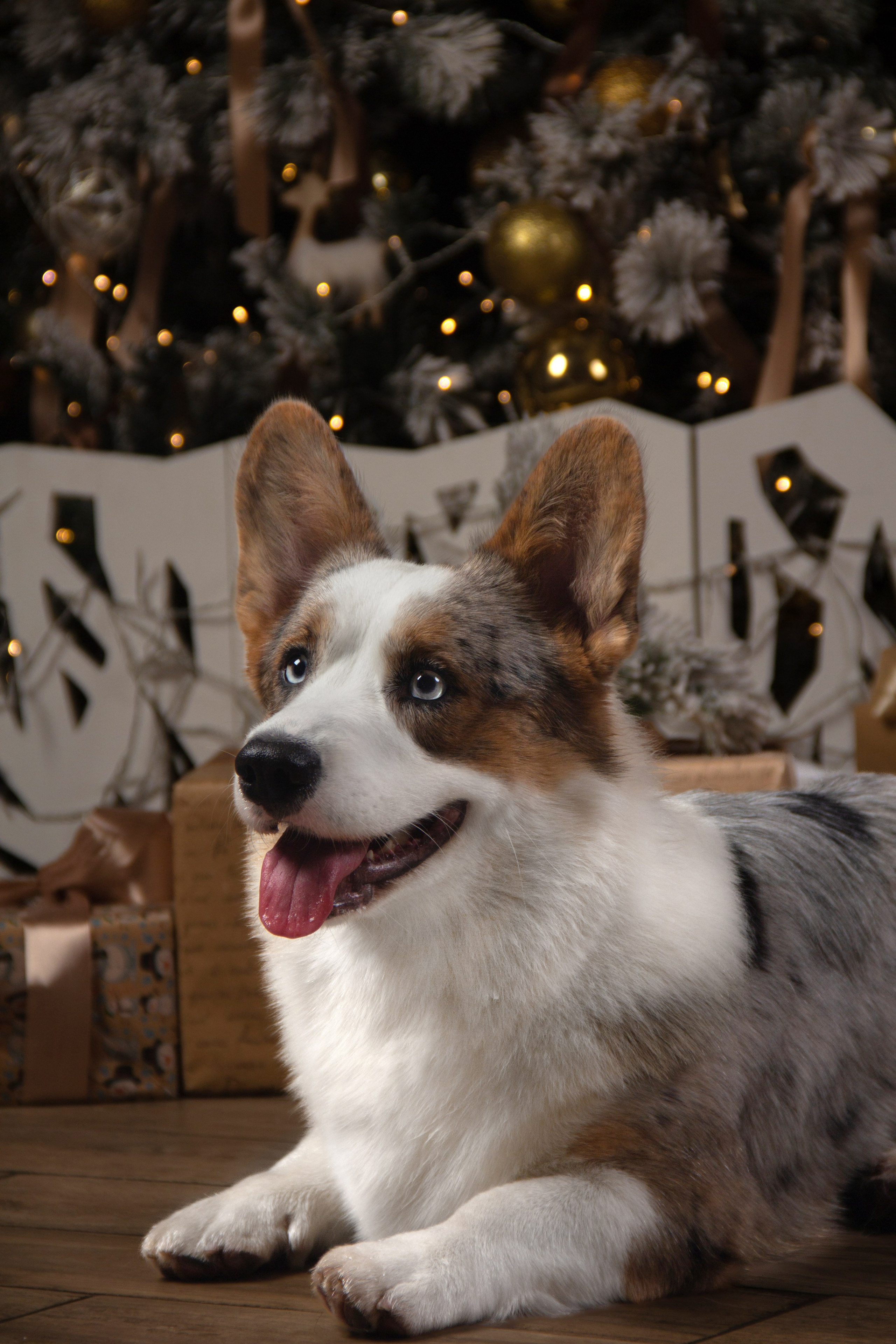 Студийная съемка. Фотограф — анималист в Москве и области Ольга Петракова