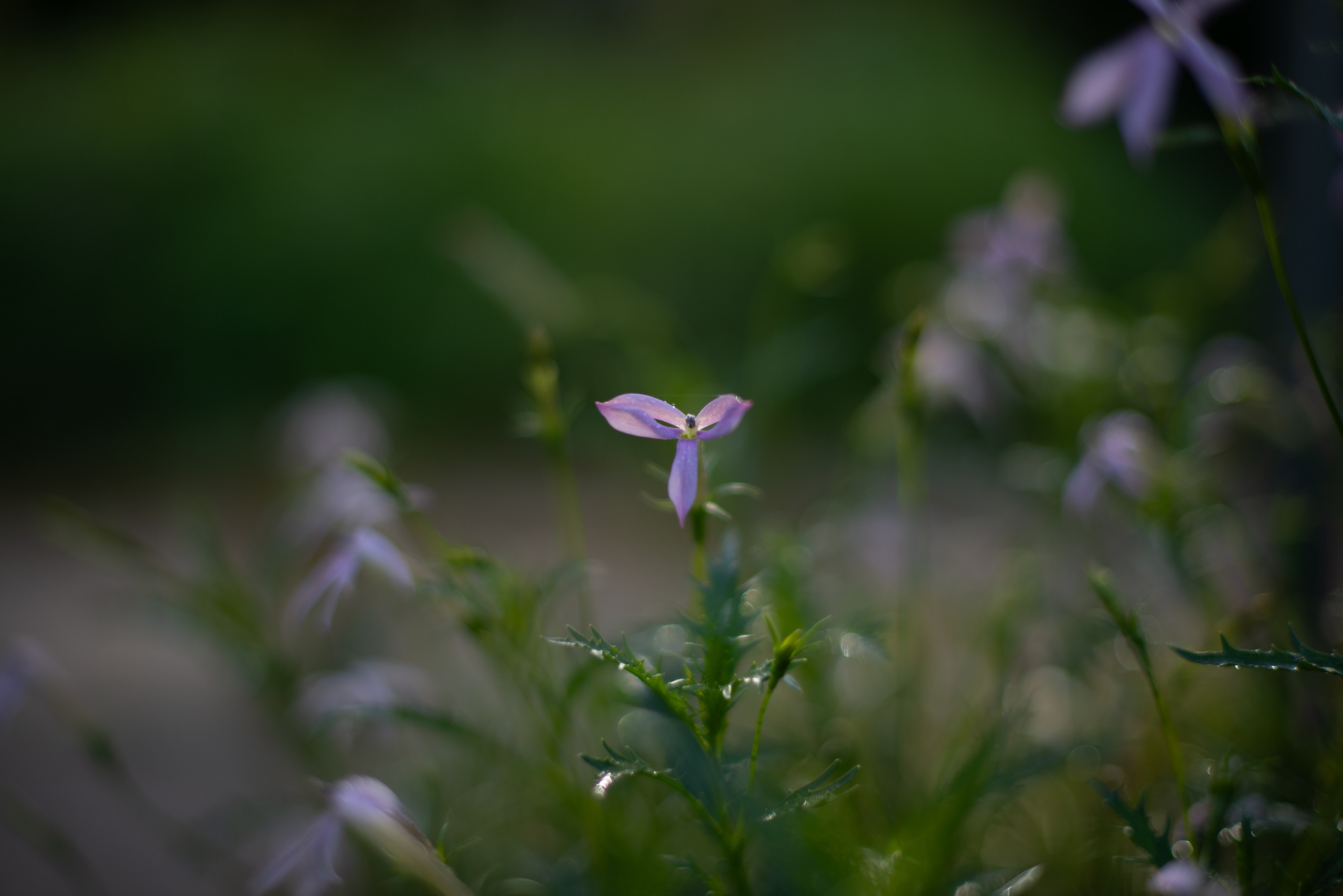 Цветы сада МГУ. Victoria Radjevna Репортажный Фотограф — Видеограф Москва • Санкт-Петербург