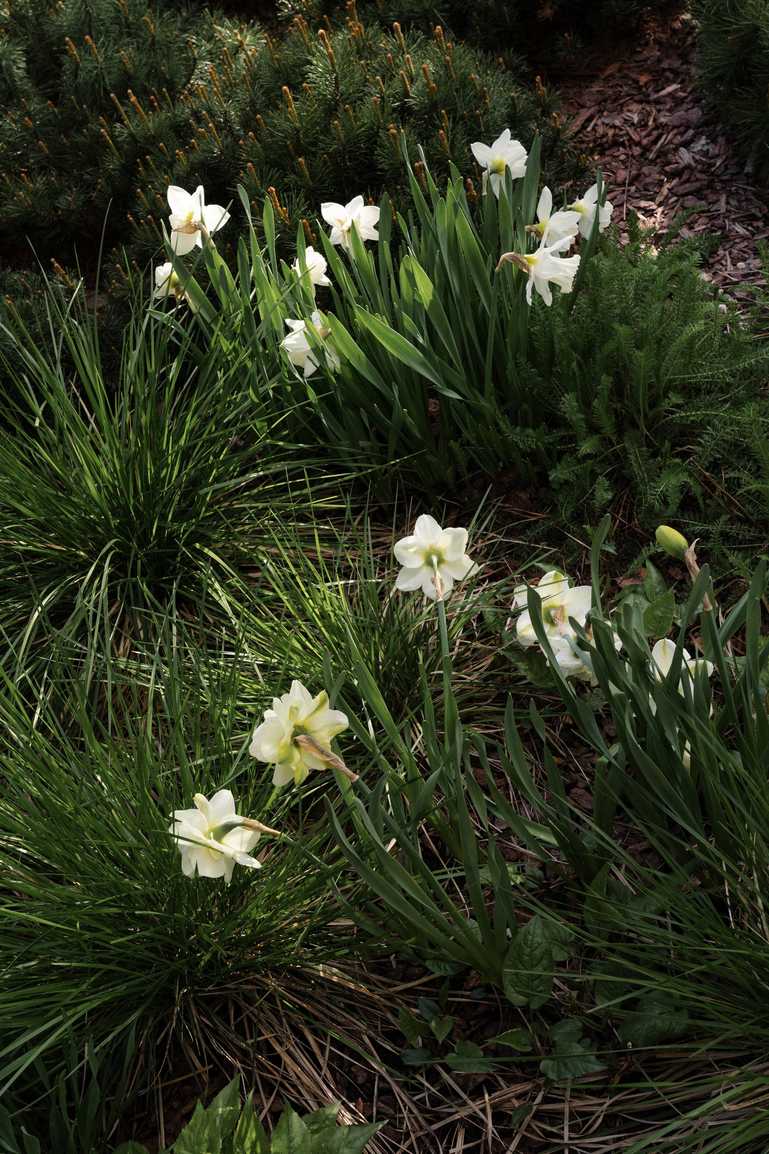 Blooming in the garden, Moscow region. Артамонов Александр | Архитектурный и ландшафтный фотограф