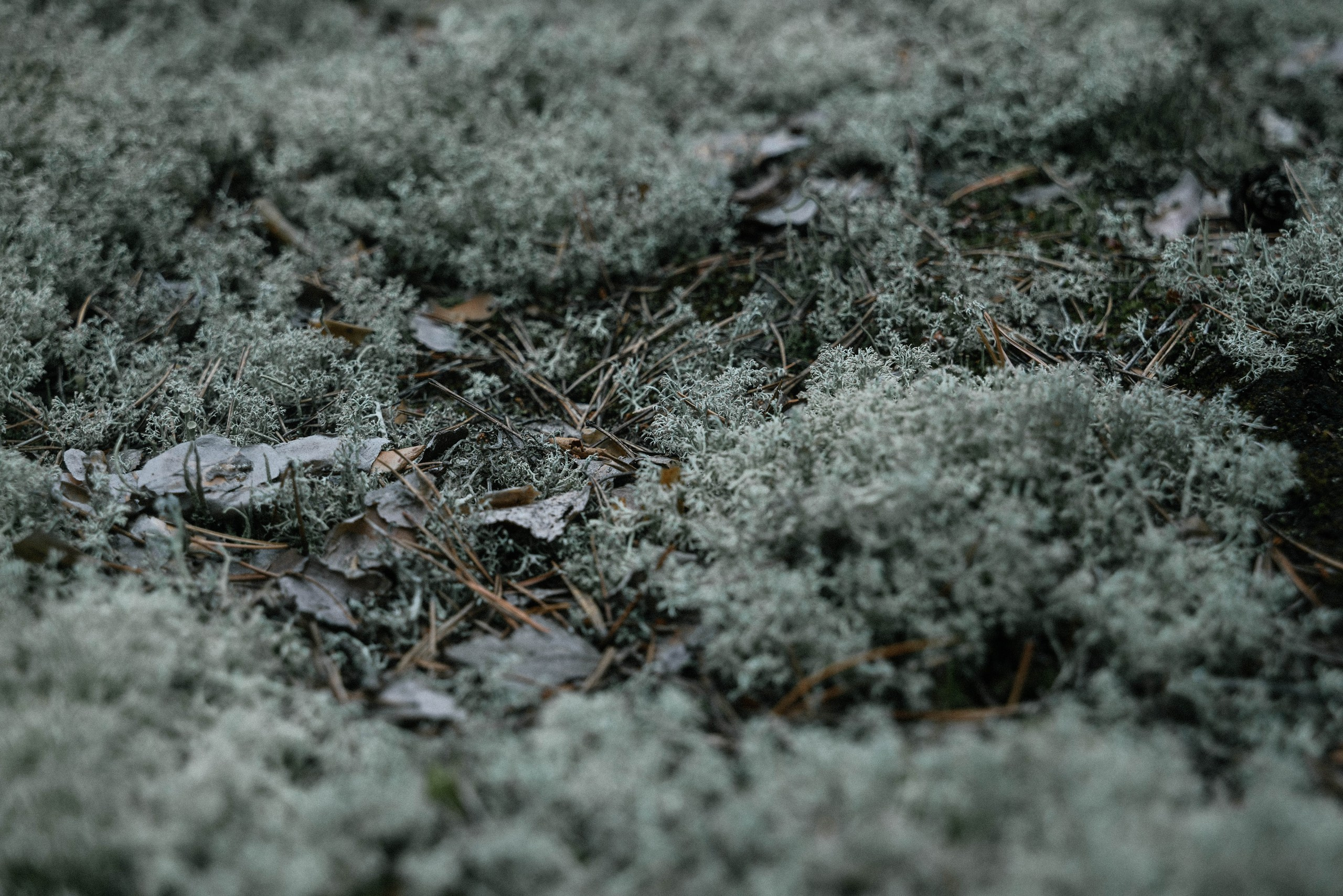 Катя и Алиса. Свадебный, семейный фотограф в Рязани Лена Брант